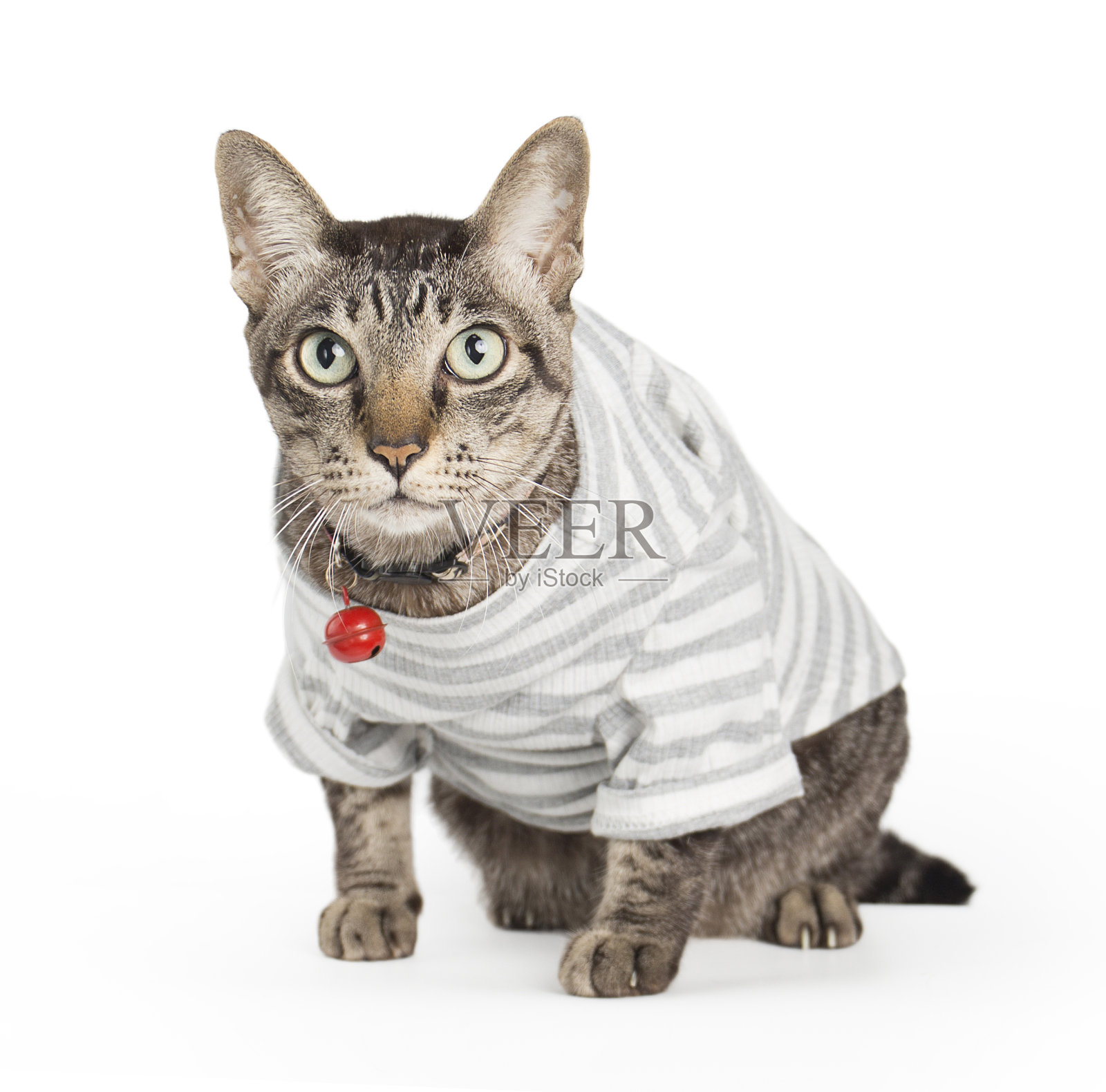 虎斑猫坐着向前看，虎斑猫繁殖照片摄影图片