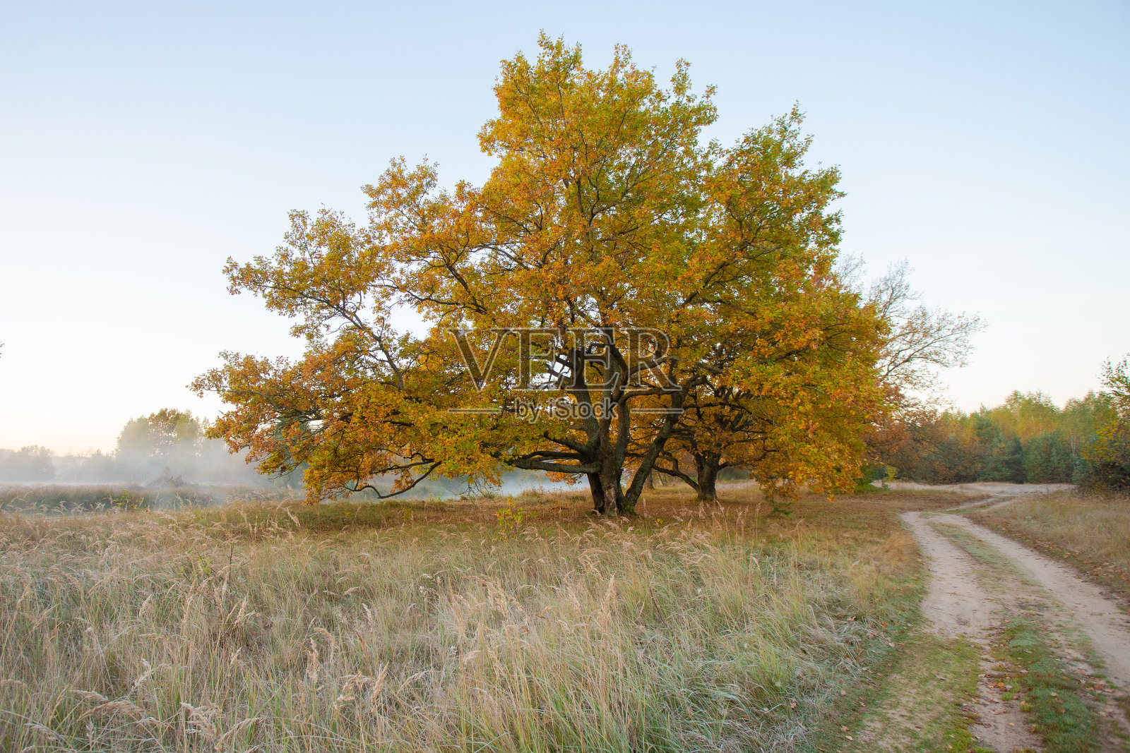 老橡树大道上美丽的雾蒙蒙的早晨照片摄影图片