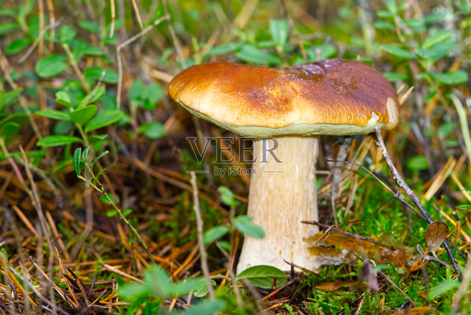 森林里美丽的牛肝菌。古老的魔法森林蘑菇背景。照片摄影图片