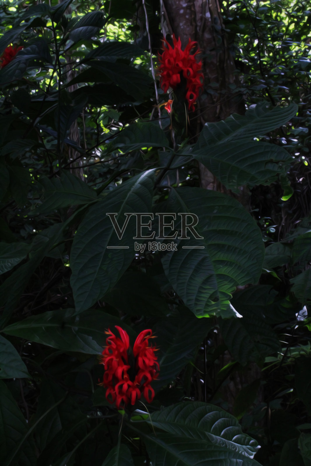 热带丛林5照片摄影图片