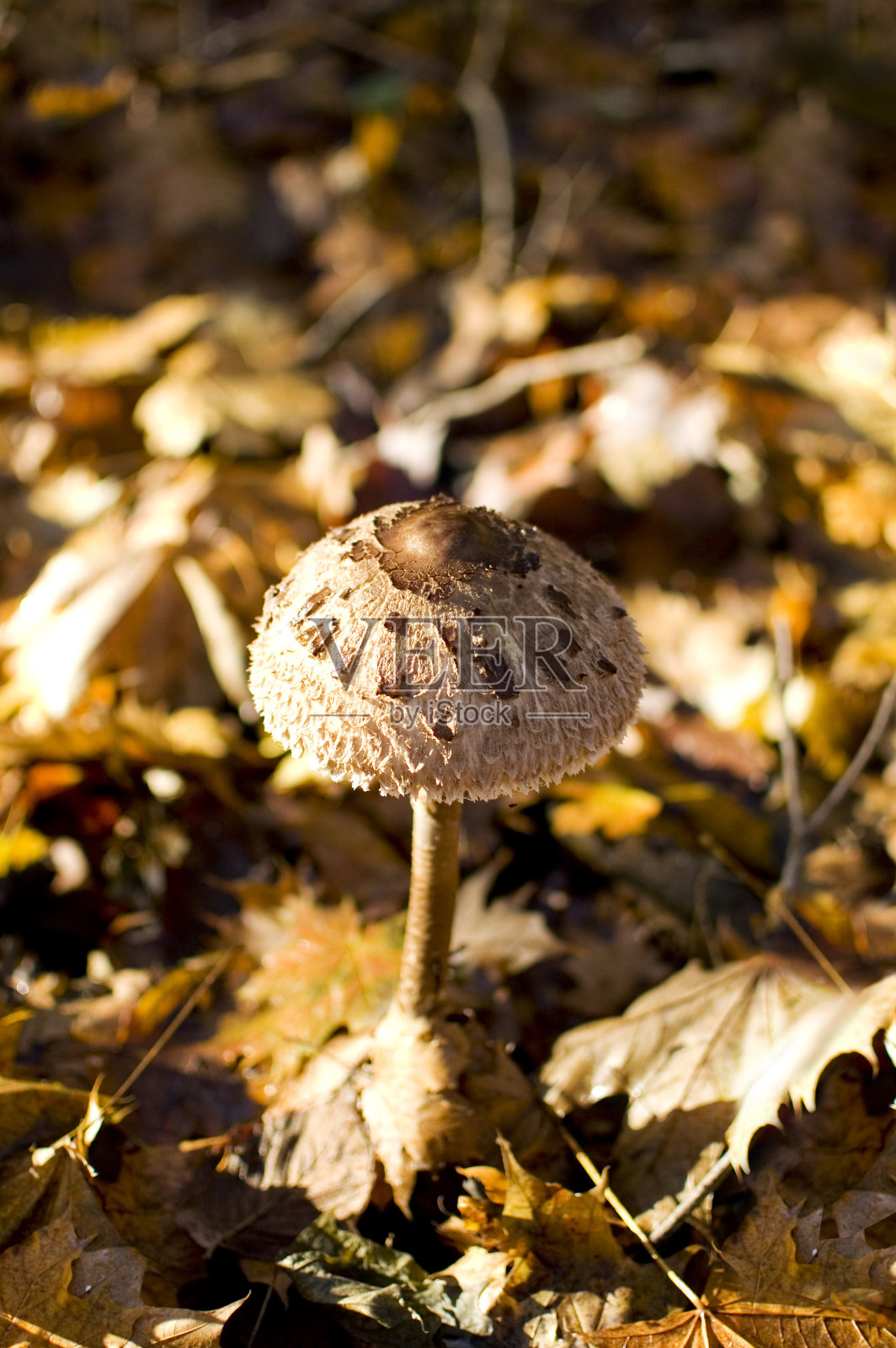 在森林中生长的大囊菇。照片摄影图片