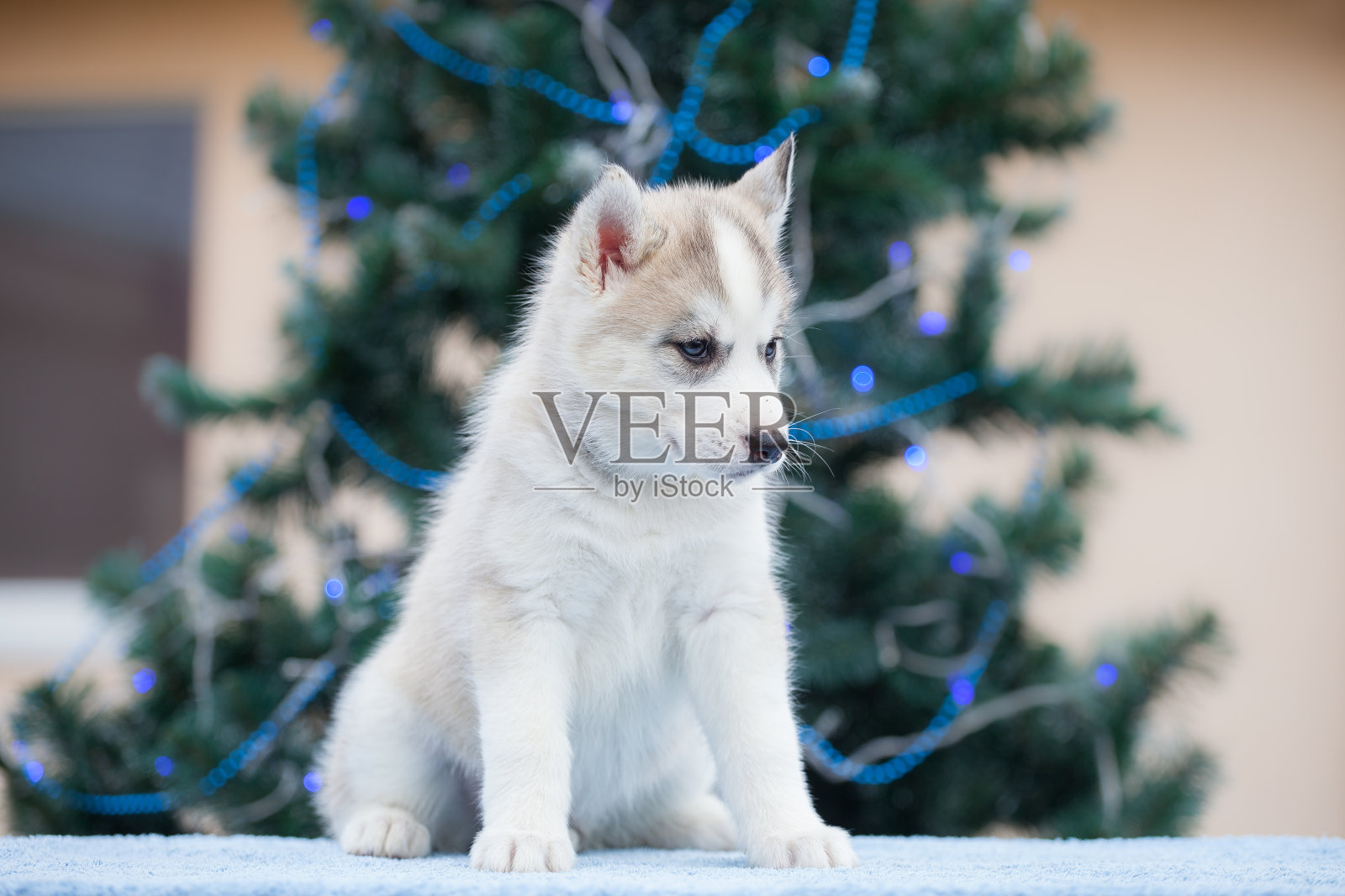 公园里的西伯利亚哈士奇小狗照片摄影图片