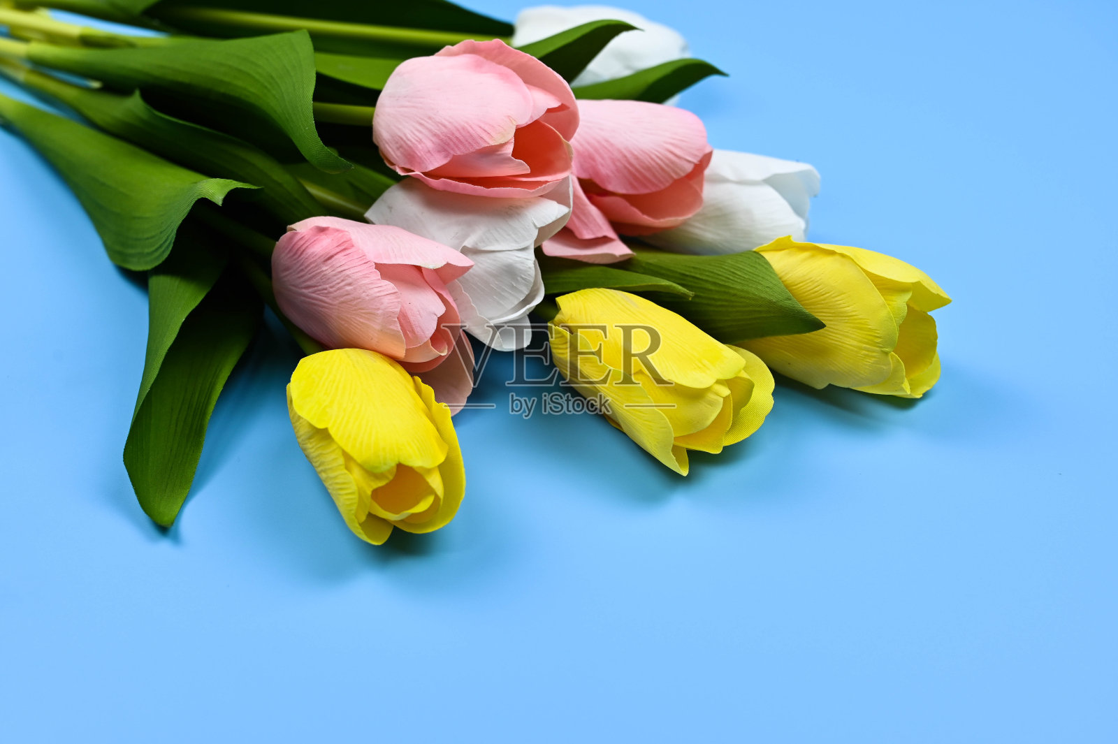 蓝色背景上的郁金香和丝带。照片摄影图片