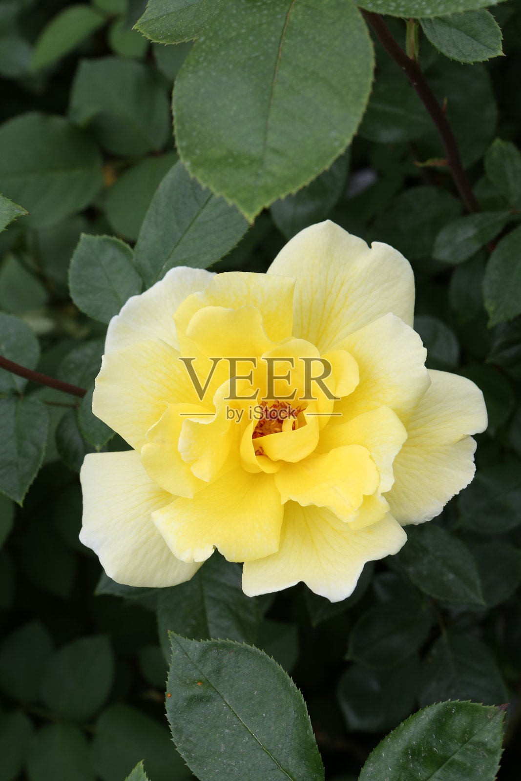 单瓣黄玫瑰，莫斯科花园金光级照片摄影图片