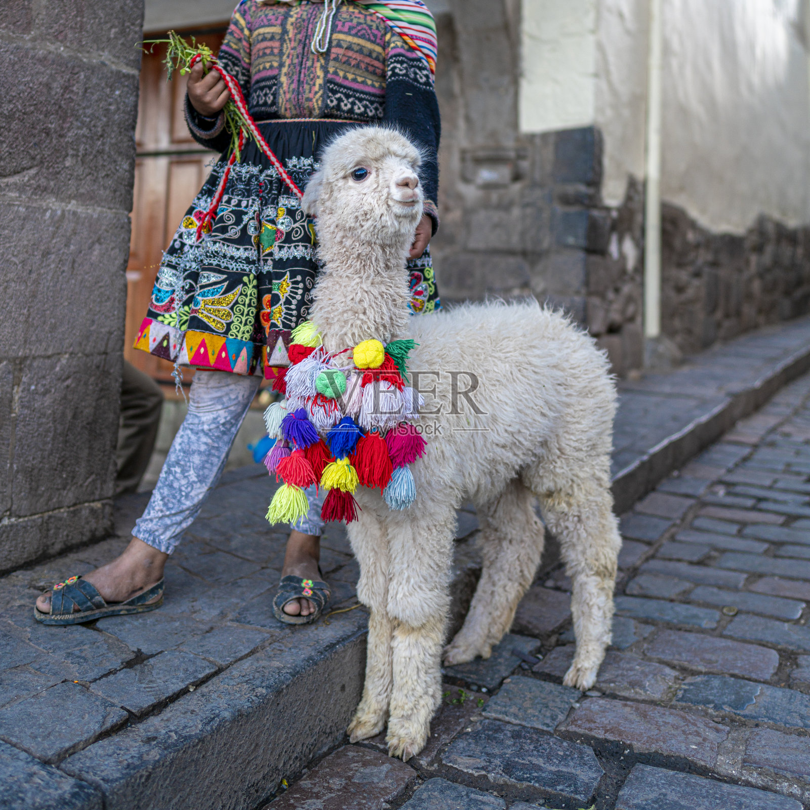 库斯科主要广场上的小羊驼照片摄影图片