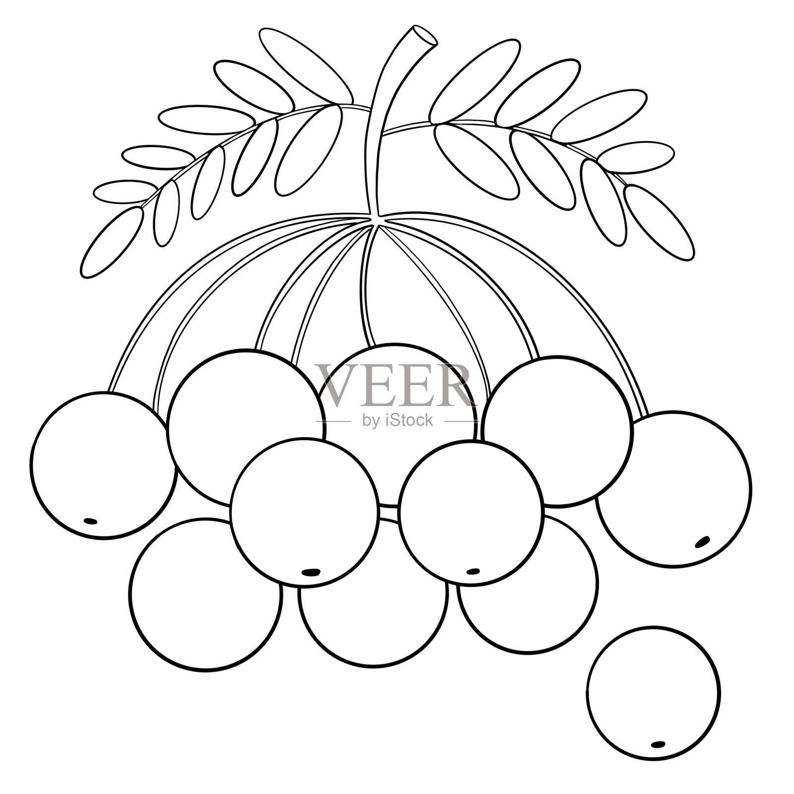 树枝着色页插画图片素材