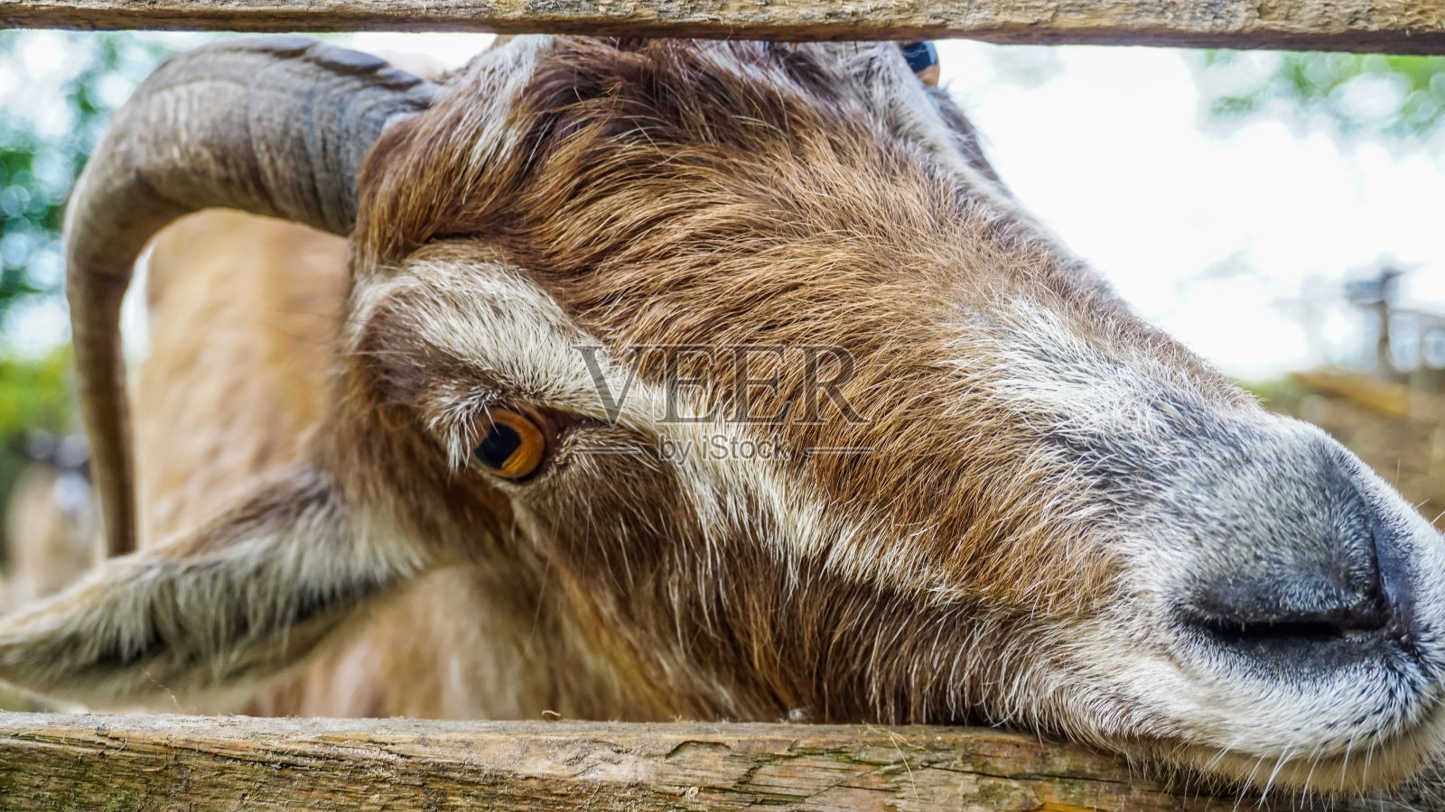 乡村农场风光与可爱的狂暴山羊。照片摄影图片