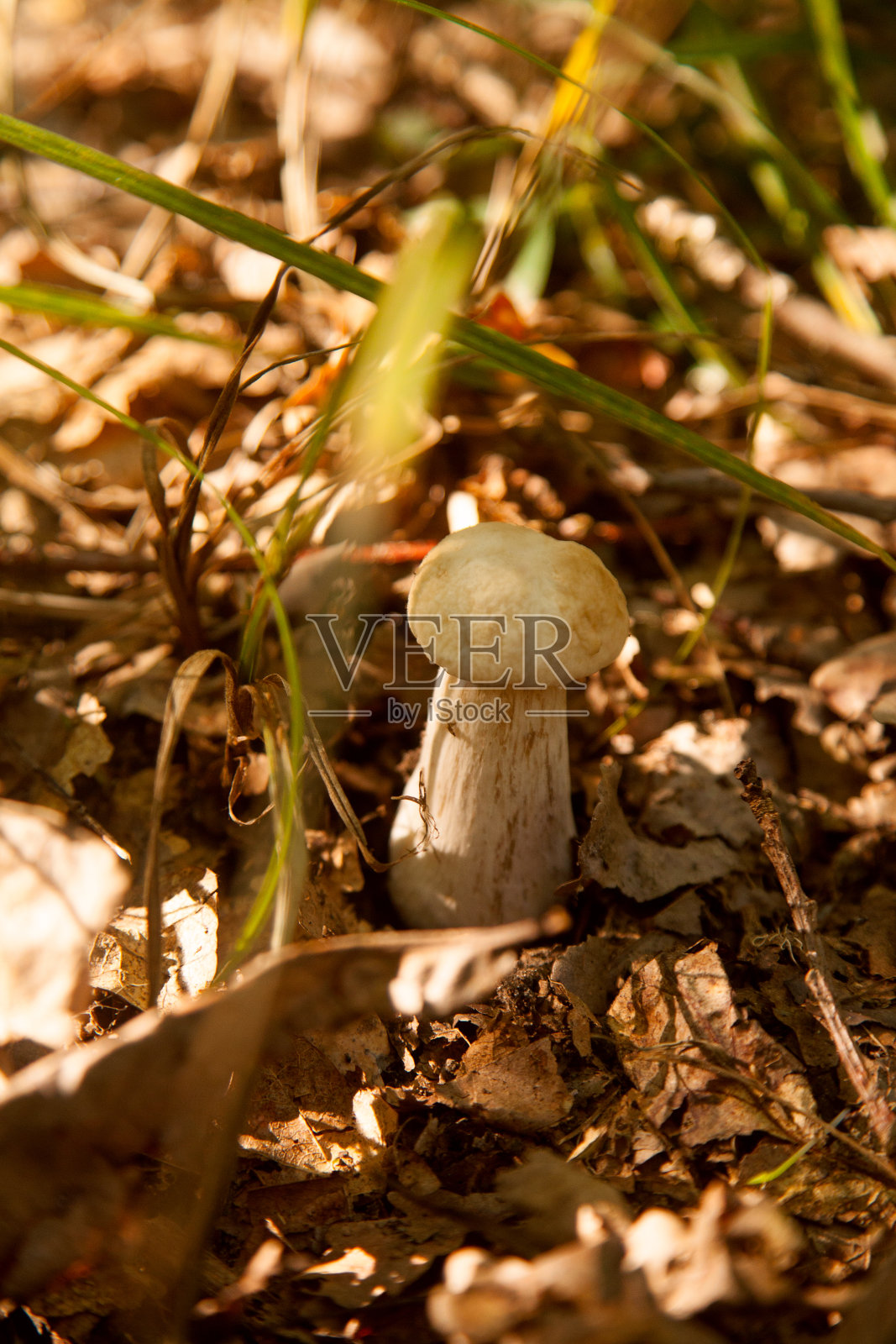 野生单个牛肝菌菇。牛肝菌在秋天生长在森林地面上。照片摄影图片