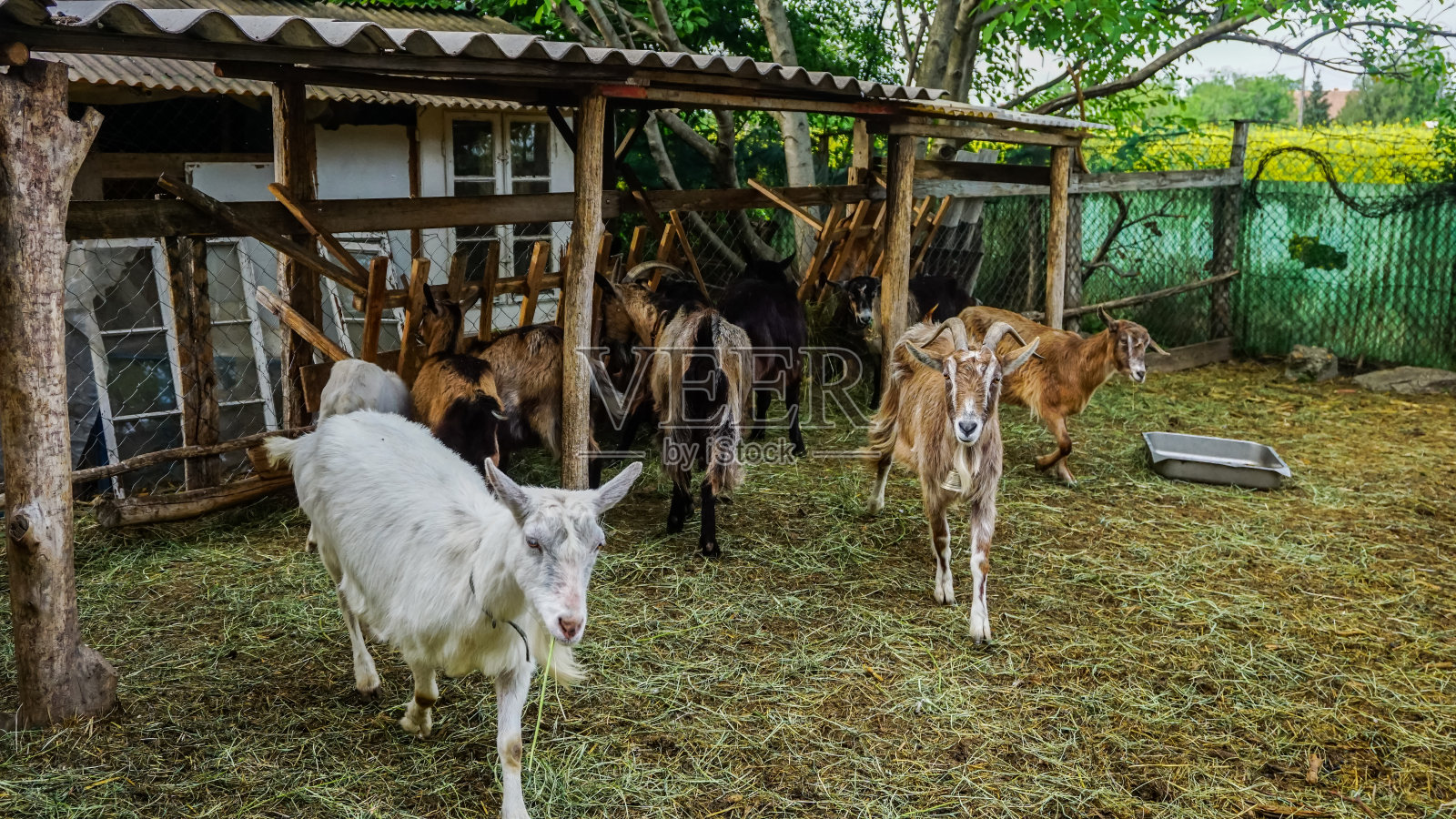 乡村农场风光与可爱的狂暴山羊。照片摄影图片