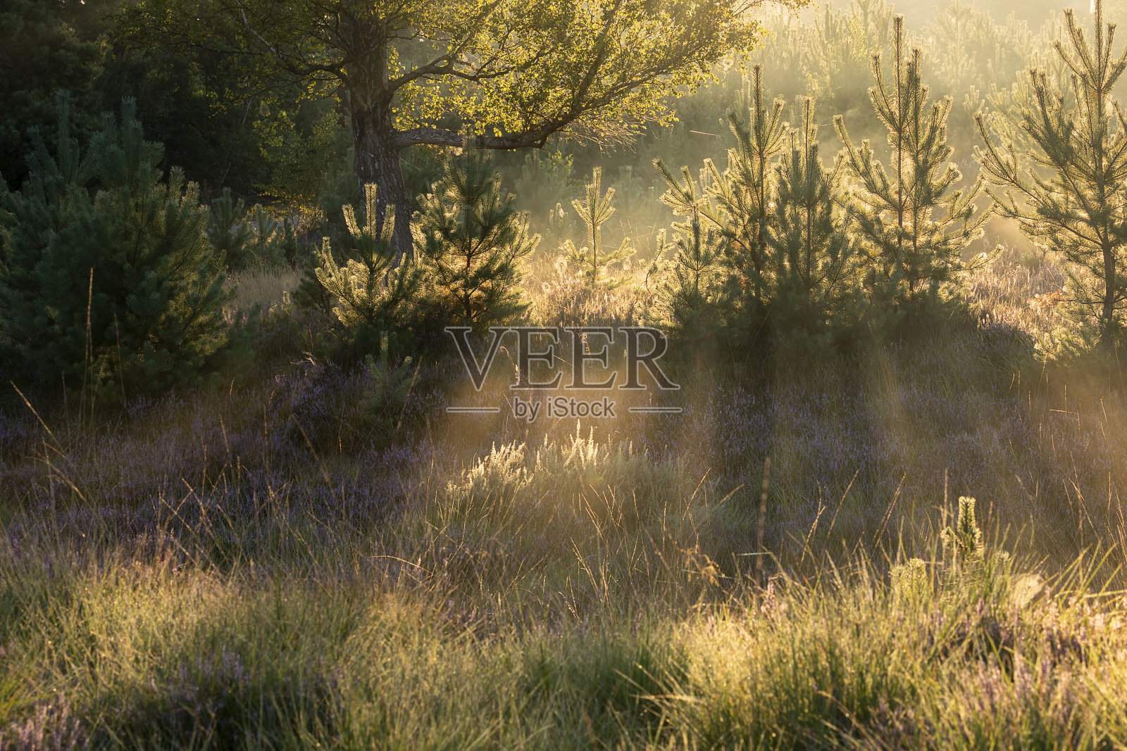 阳光透过雾中的灌木丛和松树照片摄影图片