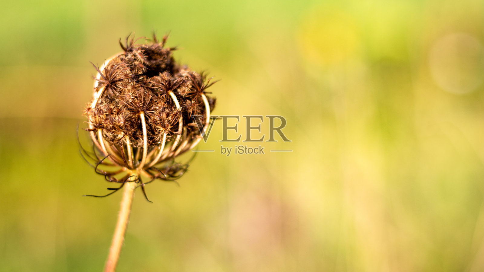 自然摄影，特写细节，微距与背景散景。照片摄影图片