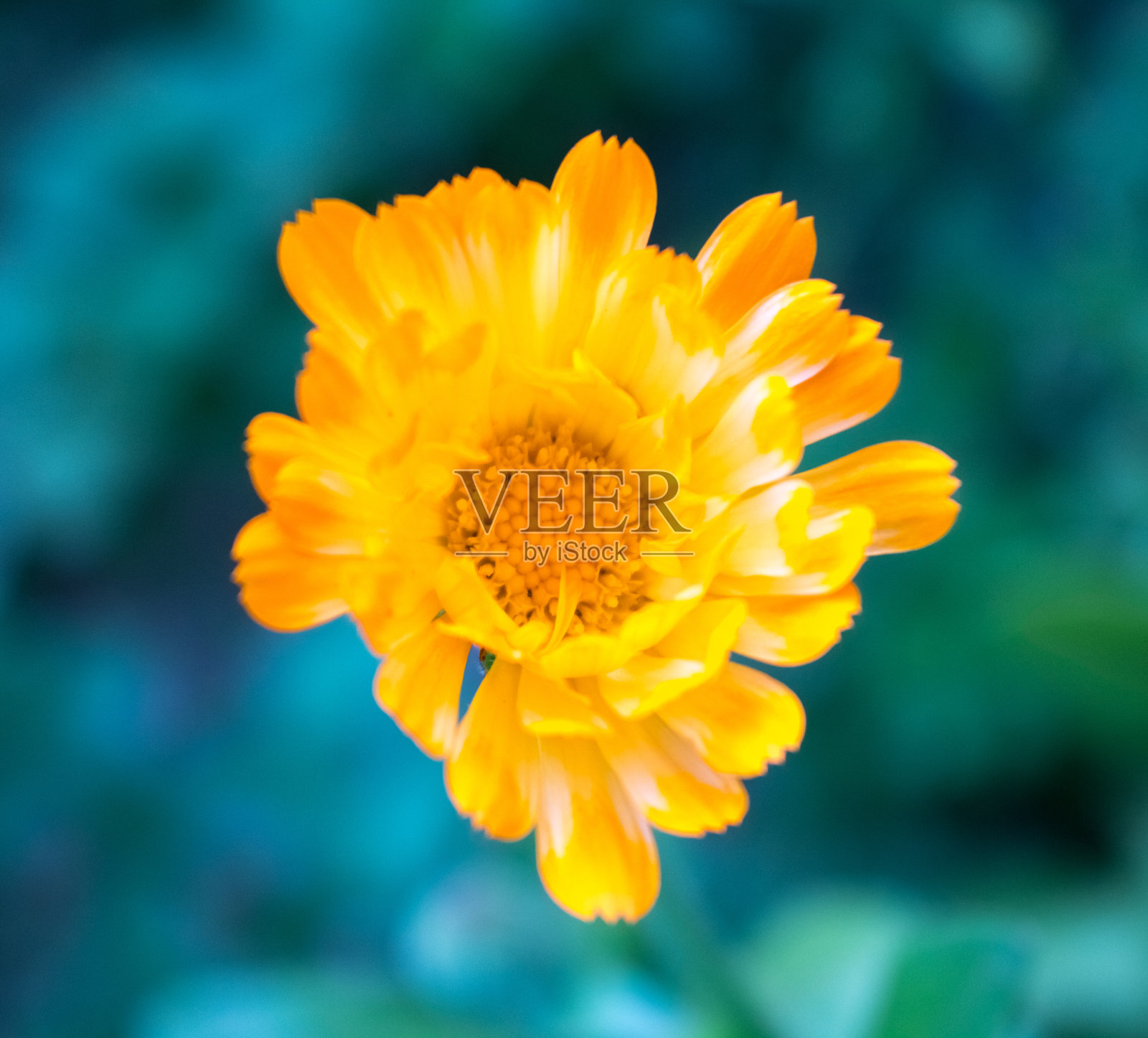 花照片摄影图片