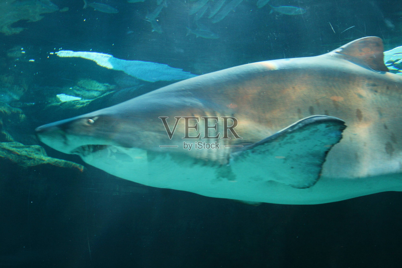 粗齿鲨2照片摄影图片