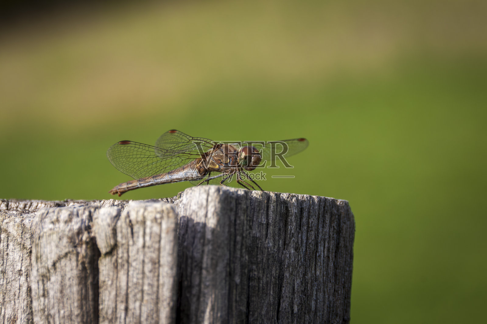 Romage 10 2022蜻蜓，条纹连体，休息在栅栏的木柱上照片摄影图片