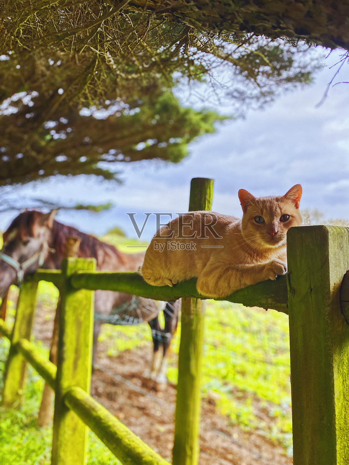 一个凉爽的下午。照片摄影图片
