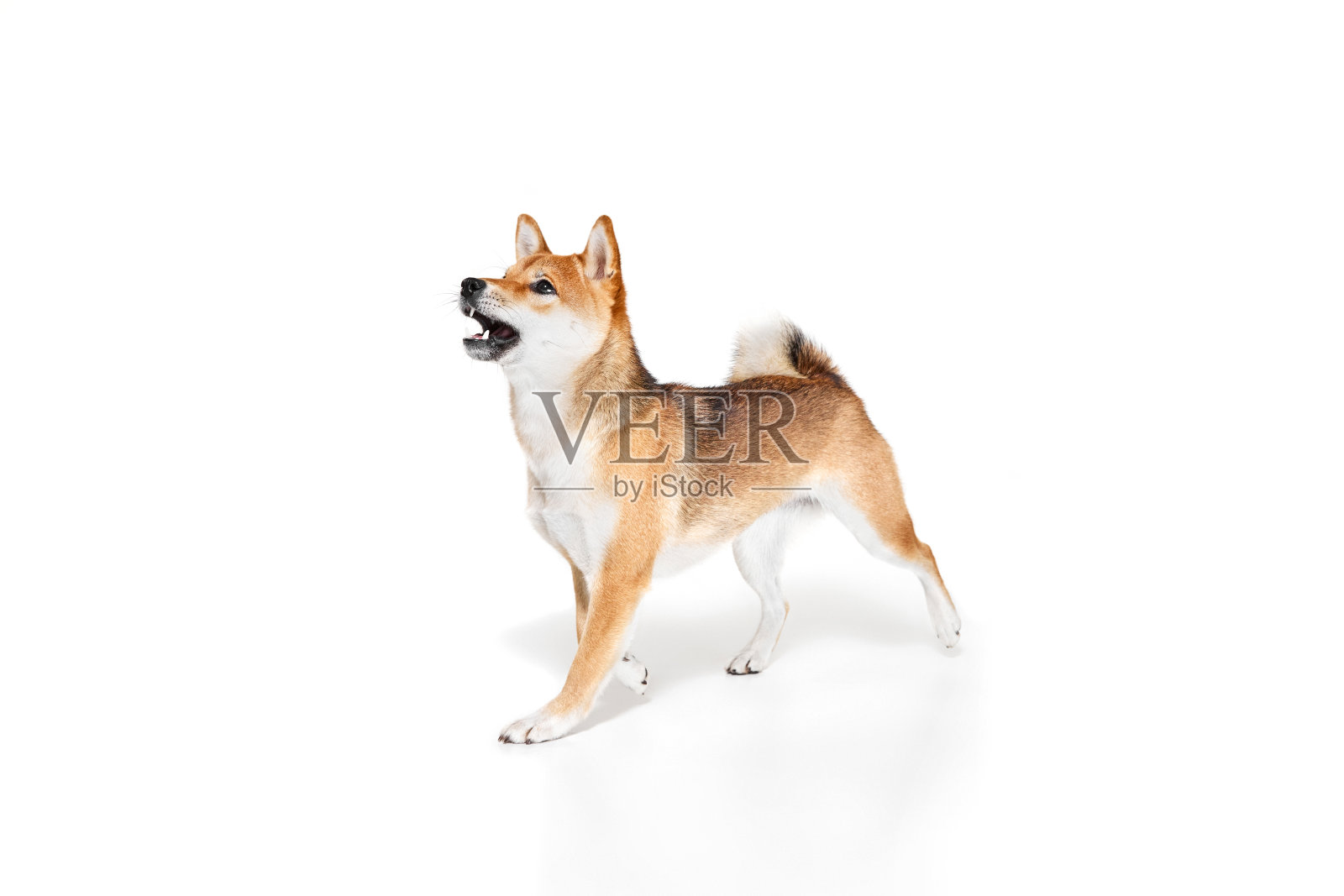 迷人的纯种犬柴犬的肖像孤立在白色的工作室背景。美的概念，动物生命，护理，健康和纯种宠物。照片摄影图片