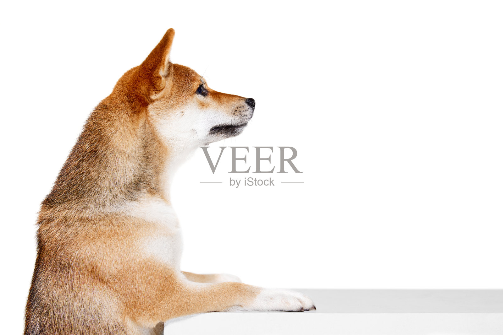 柴犬的侧面视图孤立在白色的工作室背景。美的概念，动物生命，护理，健康和纯种宠物。照片摄影图片