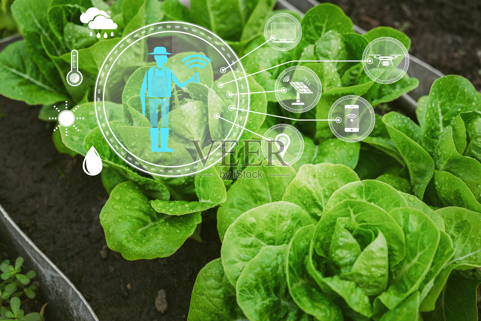 物联网农业植物沙拉蔬菜照片摄影图片