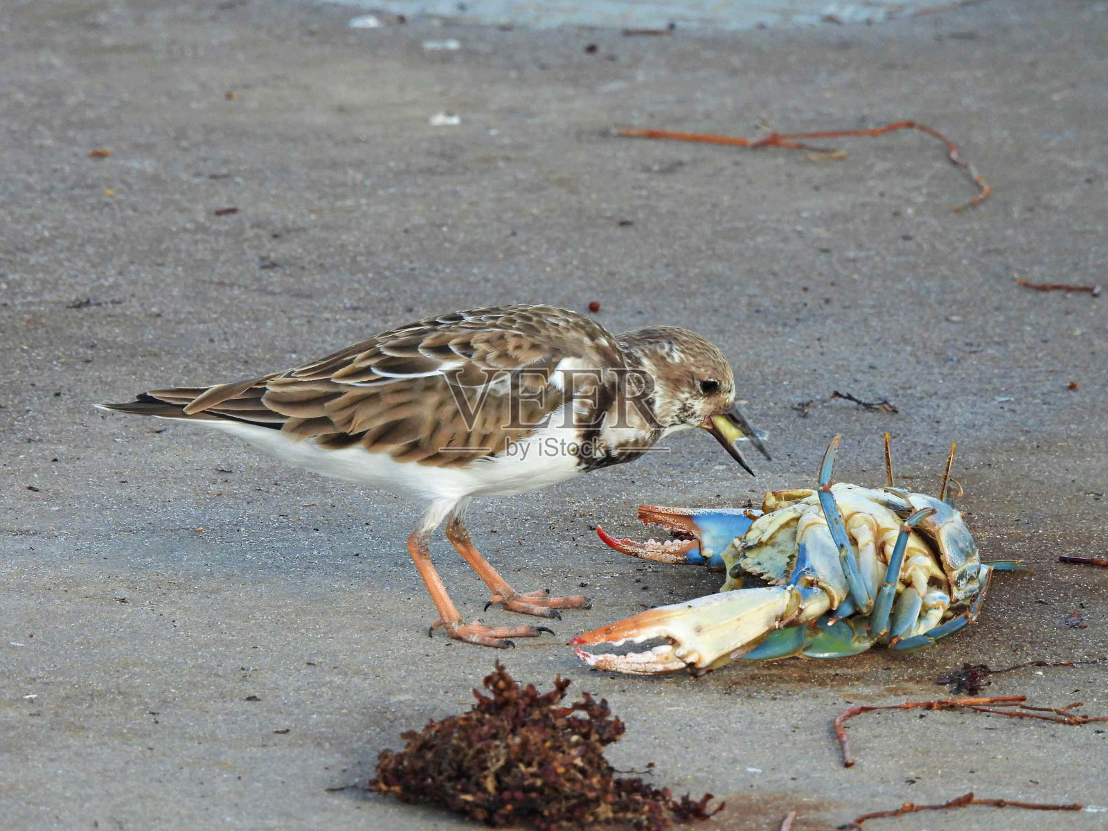 Ruddy Turnstone (Arenaria翻译)——在码头上吃蓝蟹照片摄影图片