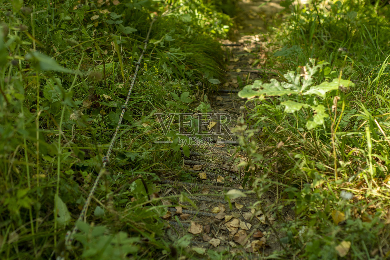 树林中一条狭窄的小路的特写。在荒野中踏出的路。照片摄影图片