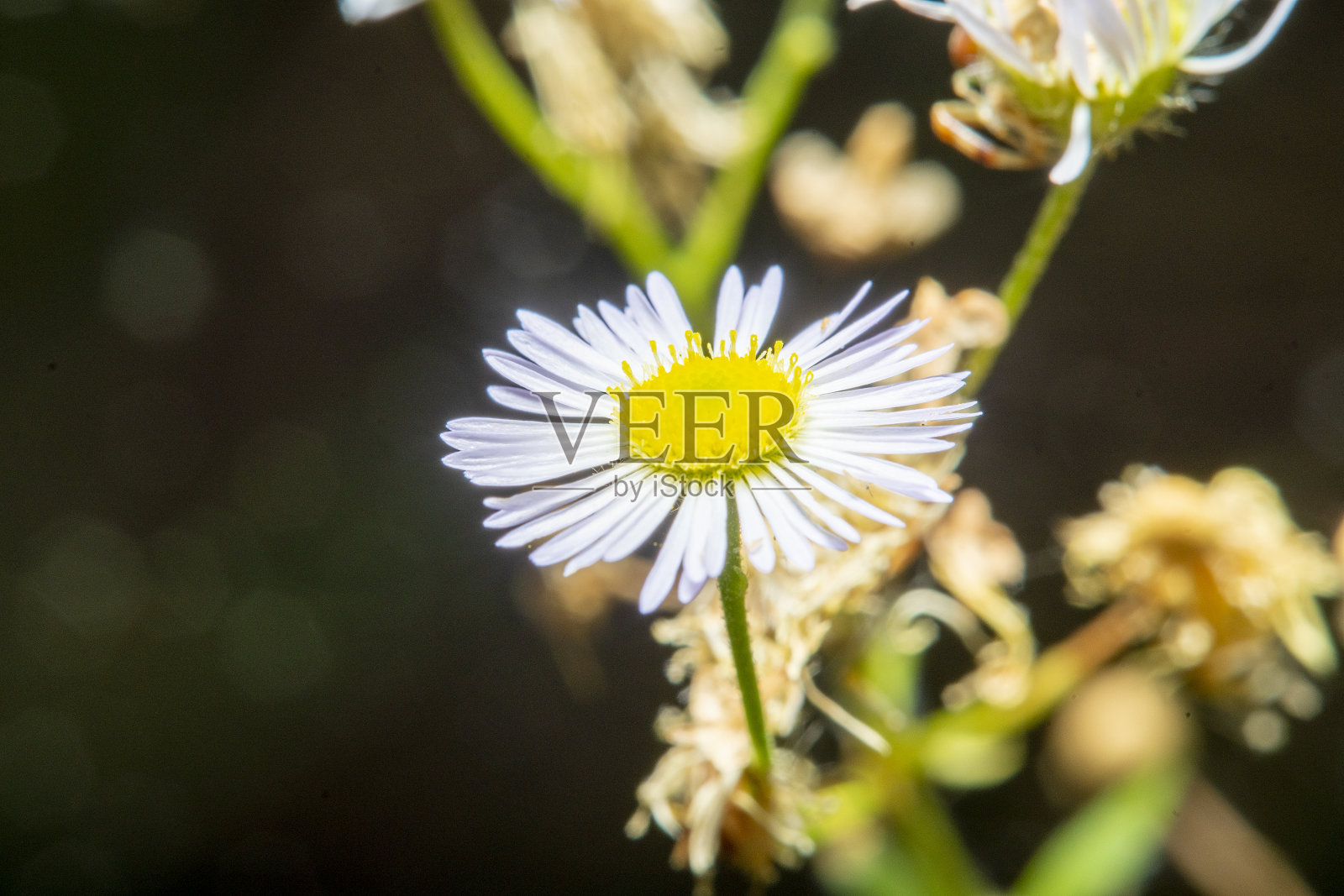 森林洋甘菊特写照片摄影图片