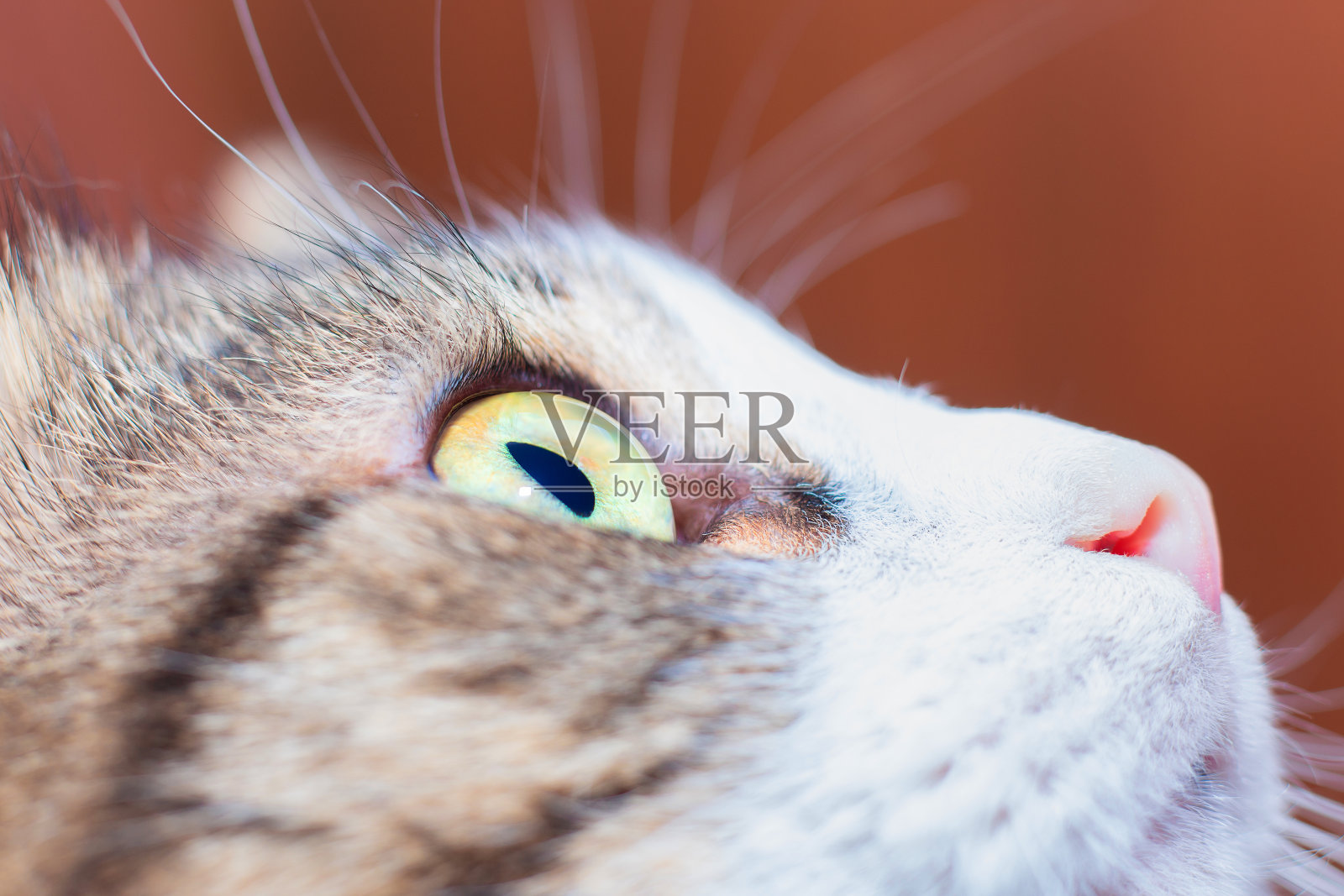 这只猫的口鼻特写。猫眼。猫的鼻子照片摄影图片