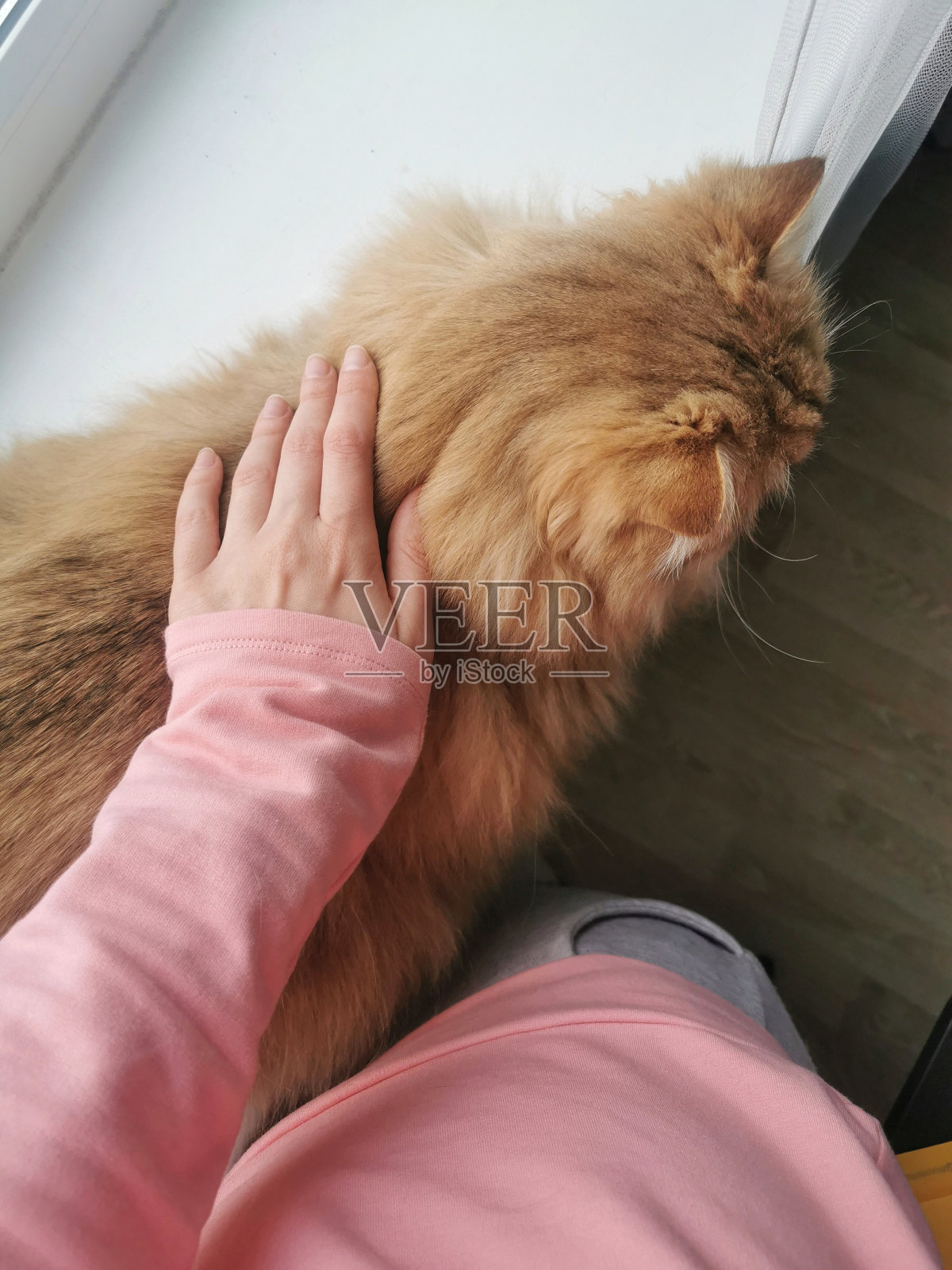 女人的手抚摸着姜黄色的猫照片摄影图片