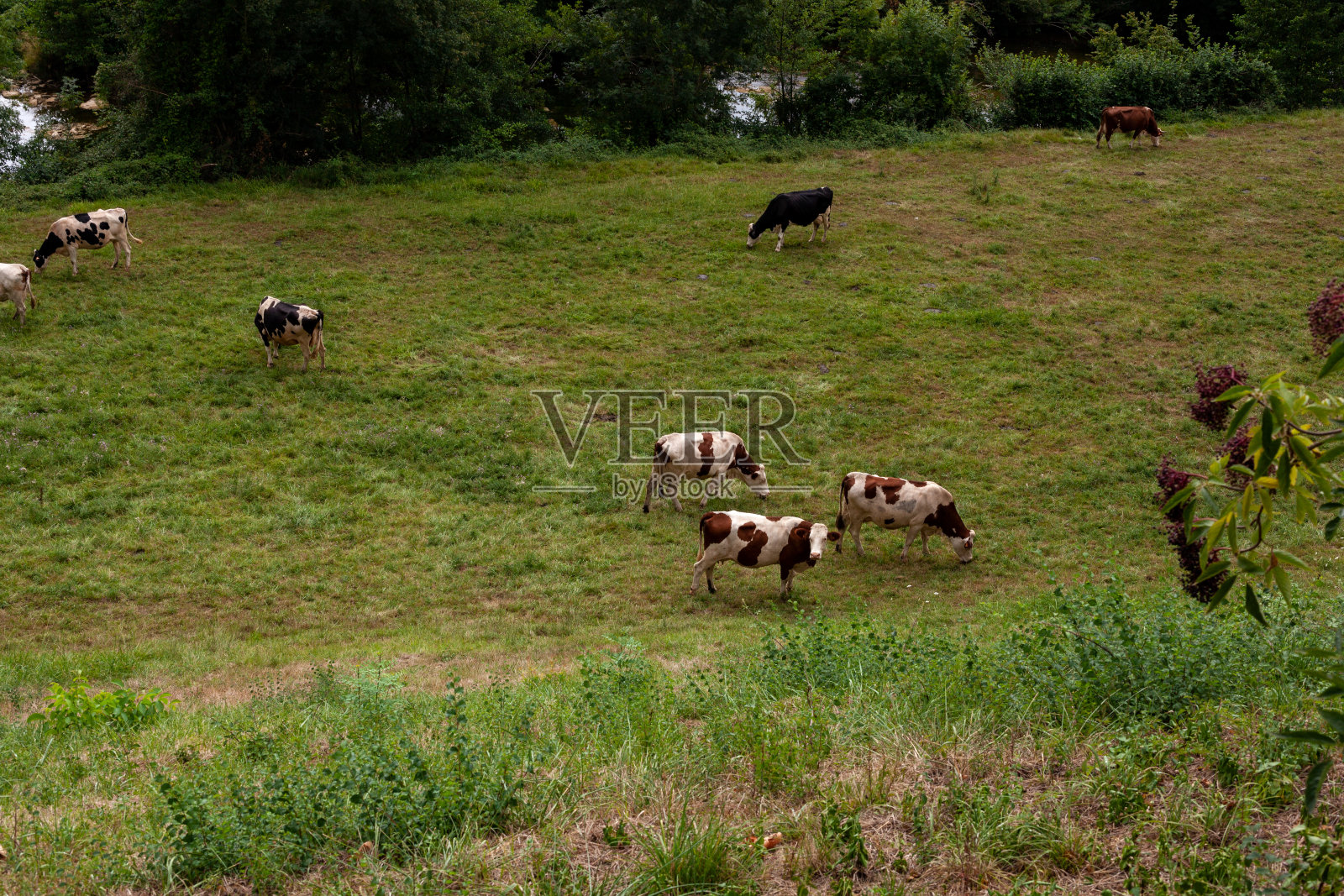 在阴云密布的雨天，牛群在放牧照片摄影图片
