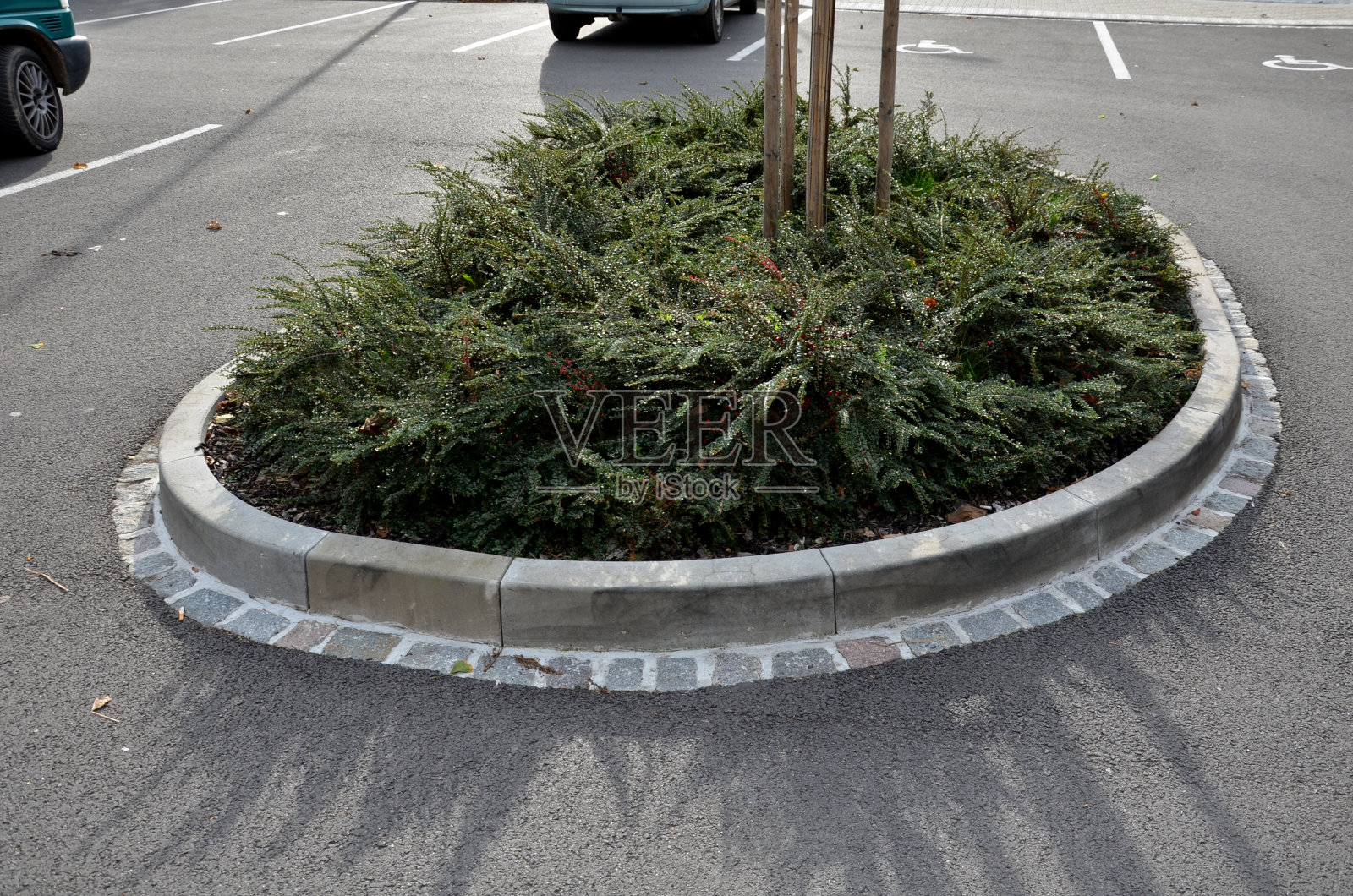 是金银花科的一种常绿灌木，可长到1米高。它来自中国，也种植在捷克共和国作为观赏树，在花坛作为修剪盖照片摄影图片