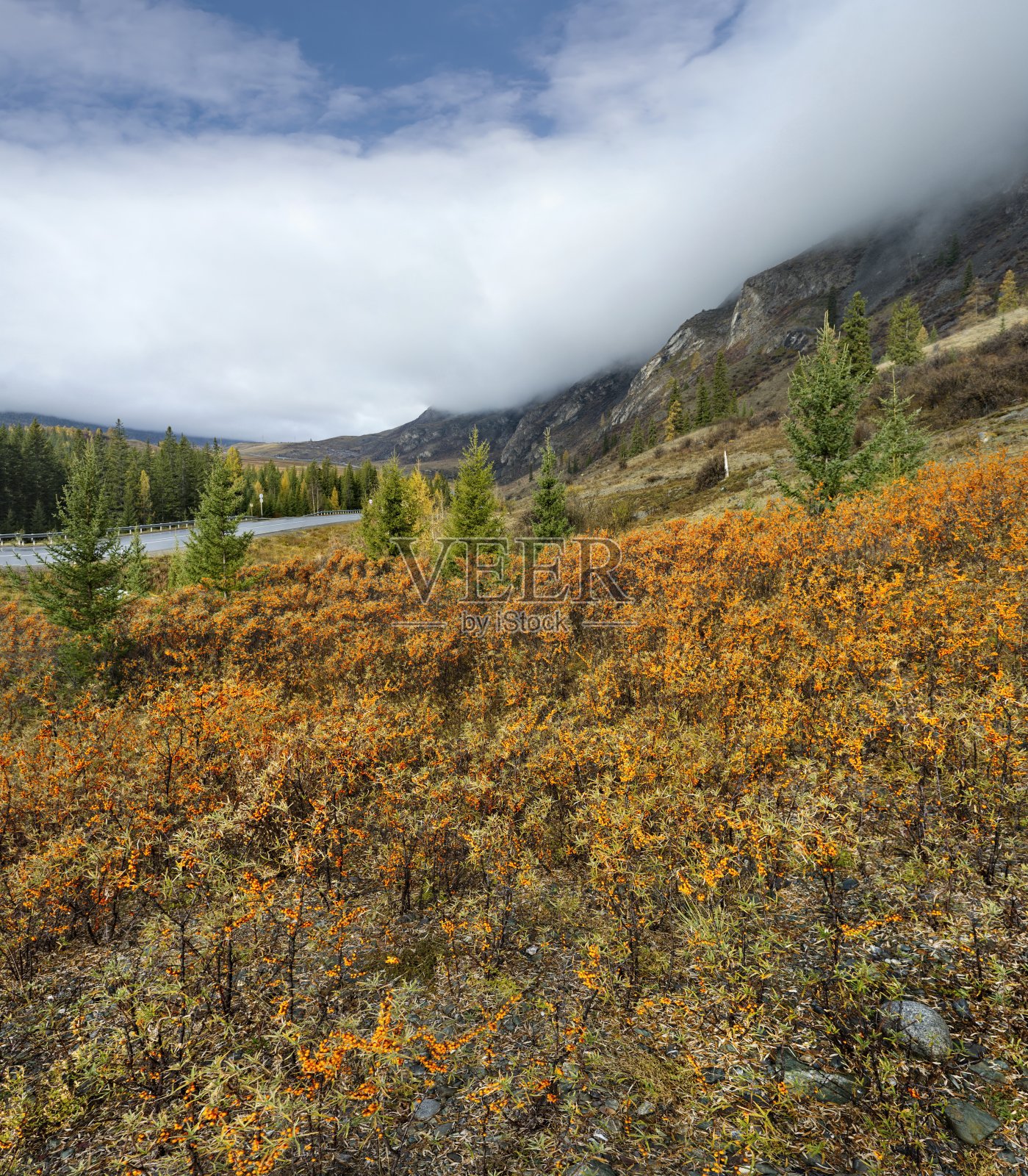 橘黄色浆果丛照片摄影图片