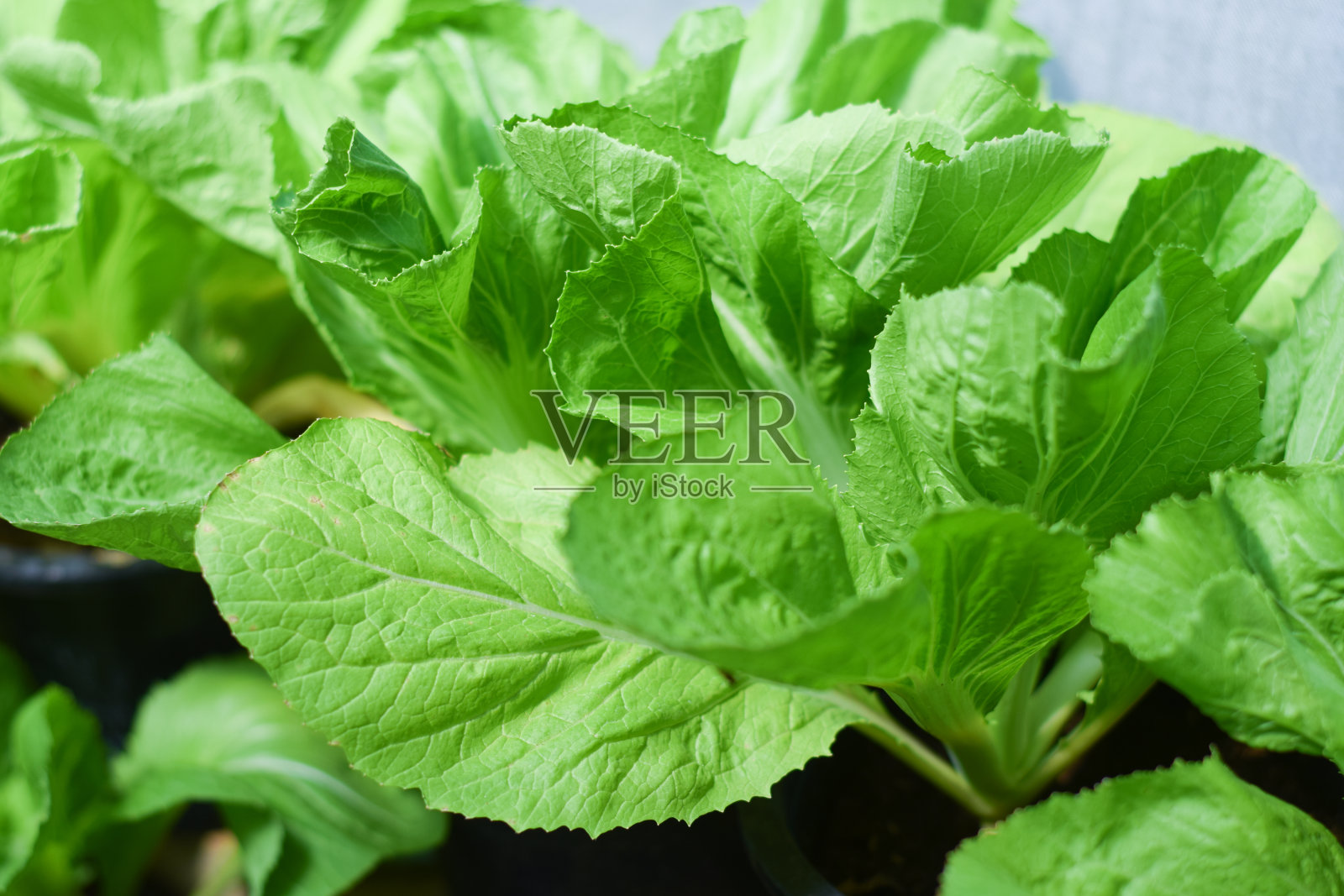 有机蔬菜农场。健康饮食理念照片摄影图片