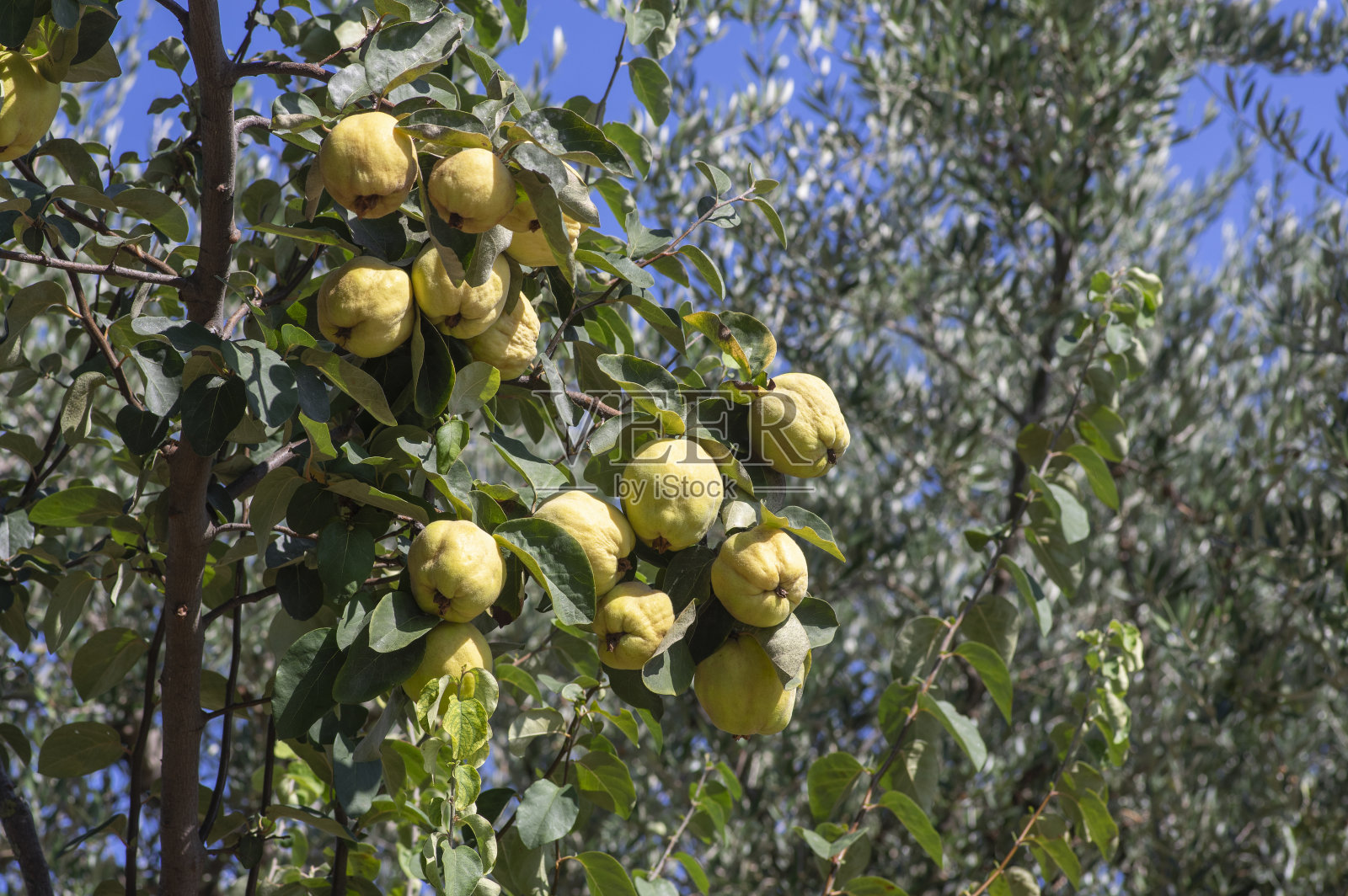 果实在收获前挂在果园的树枝上照片摄影图片