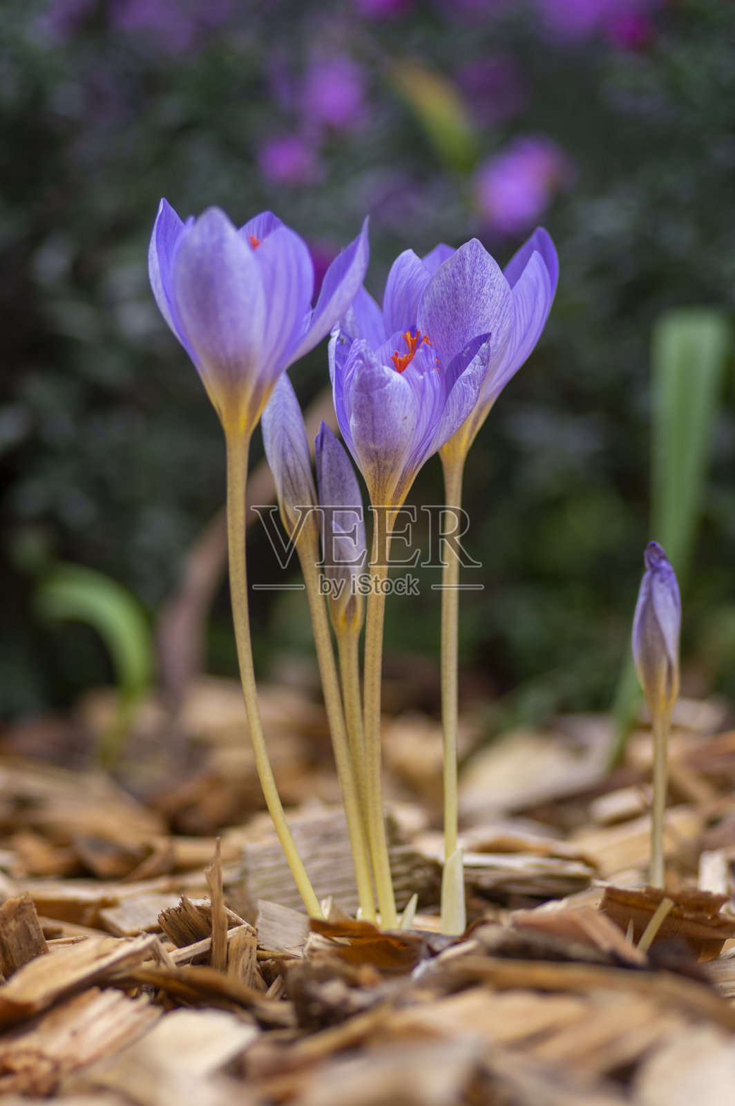 花色番红花秋季开花植物蓝紫色，花心橙黄色，比伯番红花在开花照片摄影图片