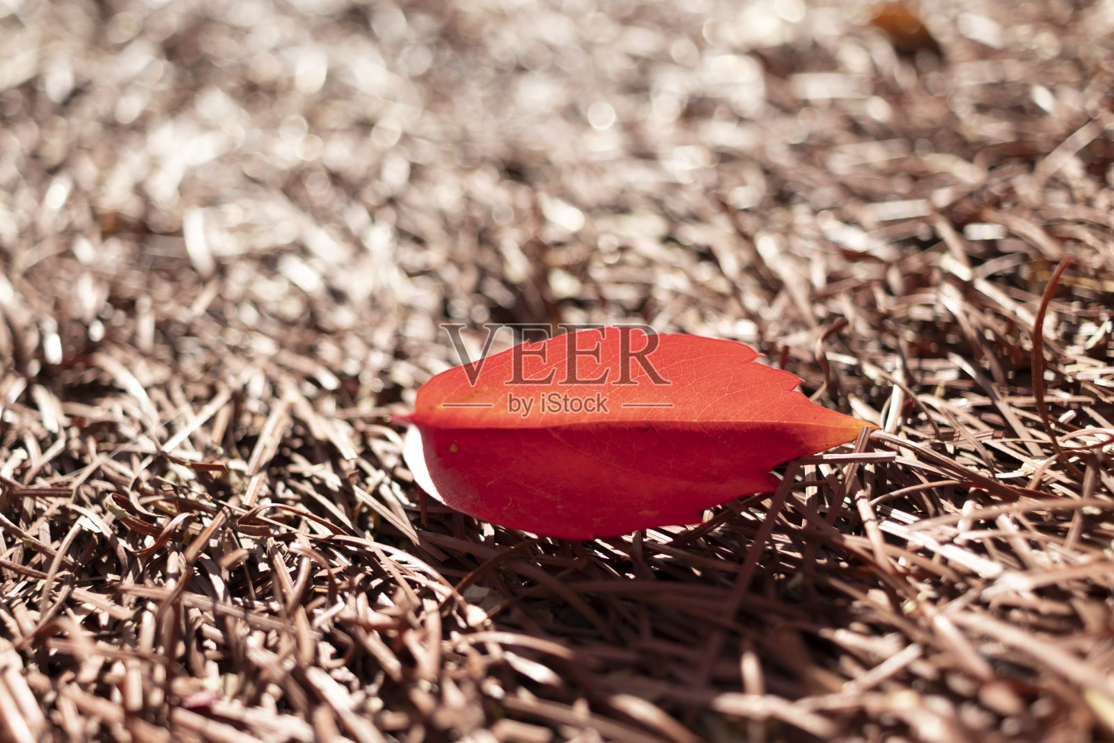 塑料路面上的秋叶。照片摄影图片