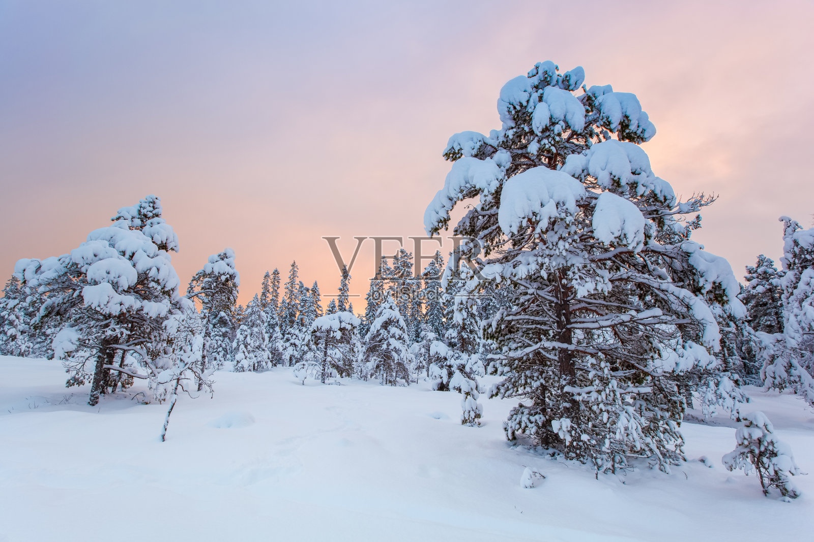 美丽的冬季景观雪树照片摄影图片