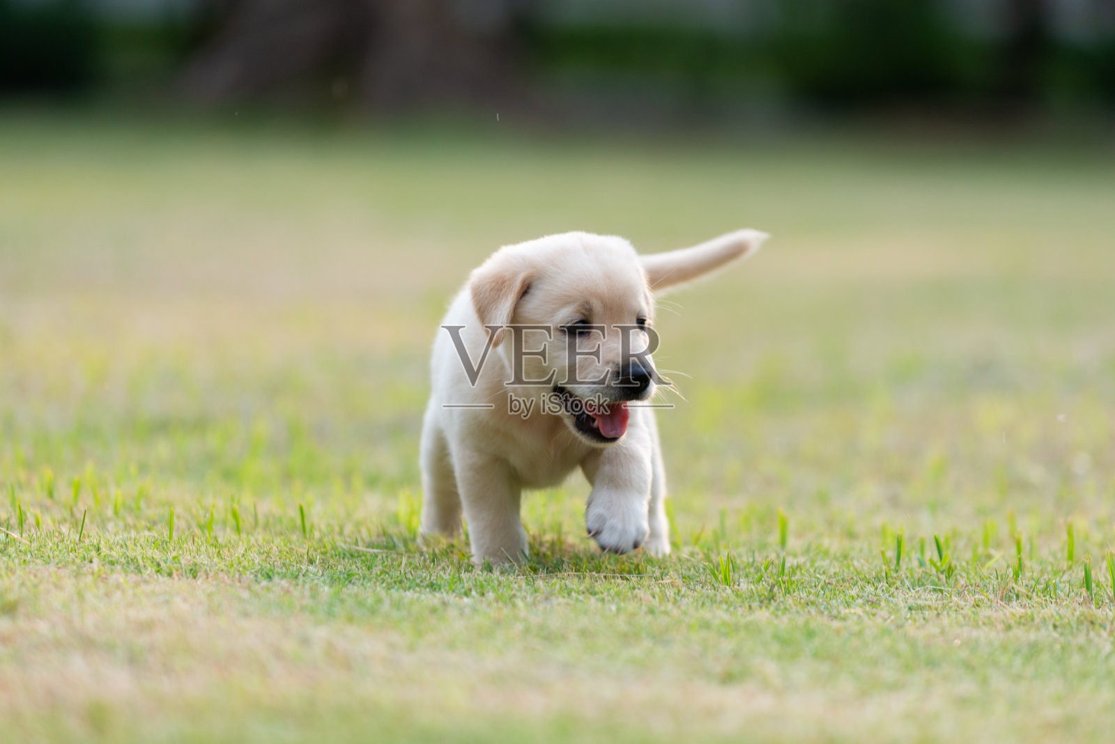 快乐的小狗狗在操场绿色的院子里散步照片摄影图片
