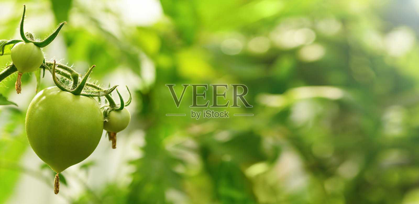 绿色的西红柿挂在花园里的温室里。秋天是丰收的季节。横幅照片摄影图片