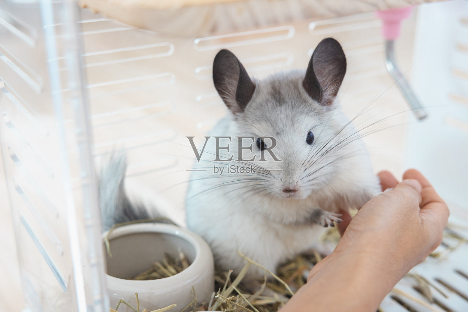 可爱的龙猫宠物皮毛白色绒毛和黑色眼睛。特写动物啮齿动物可爱驯服耳朵灰色看着相机。猫科哺乳动物毛茸茸，爱玩。照片摄影图片