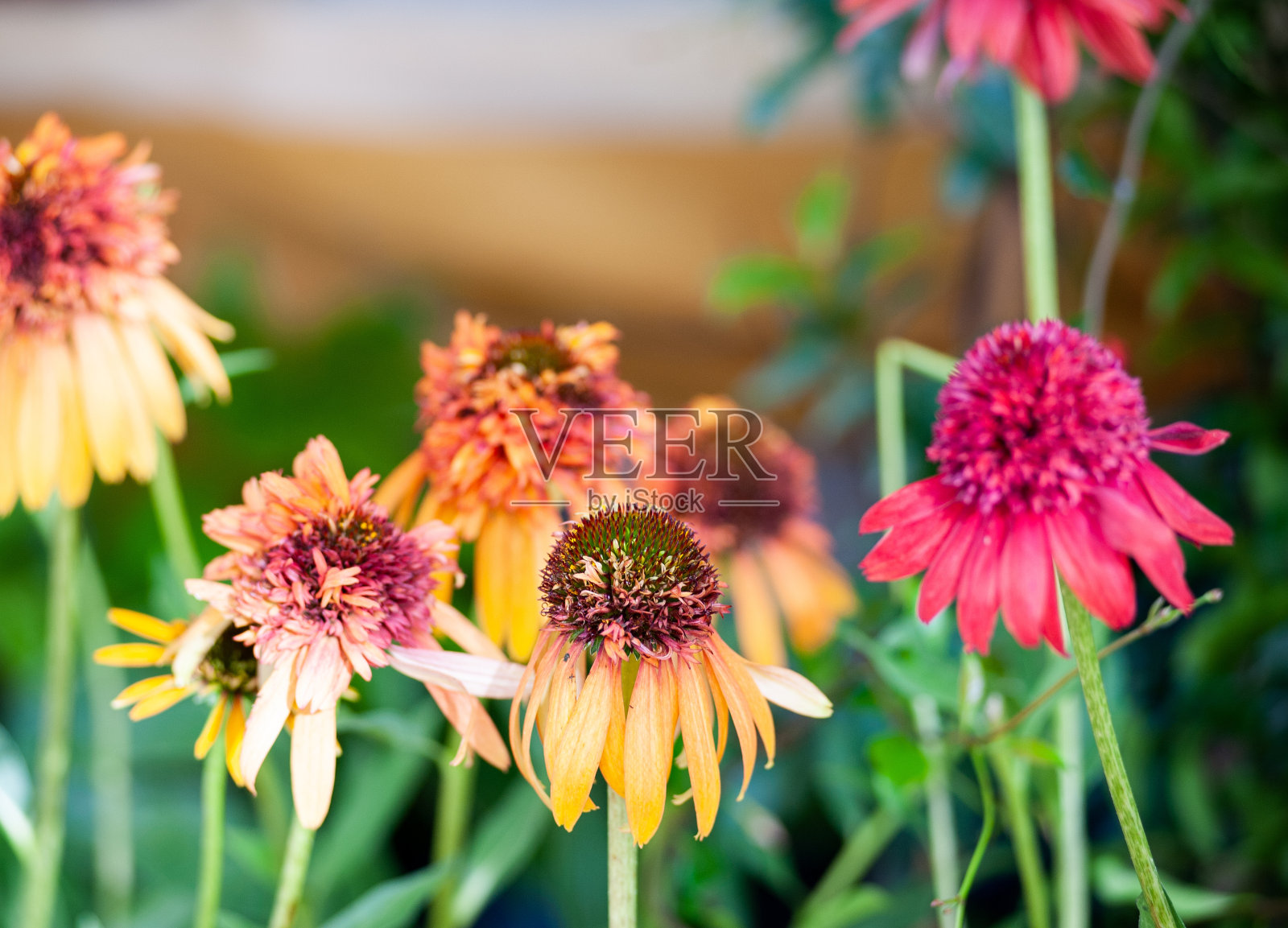 紫锥菊是雏菊科草本开花植物的一个属。照片摄影图片