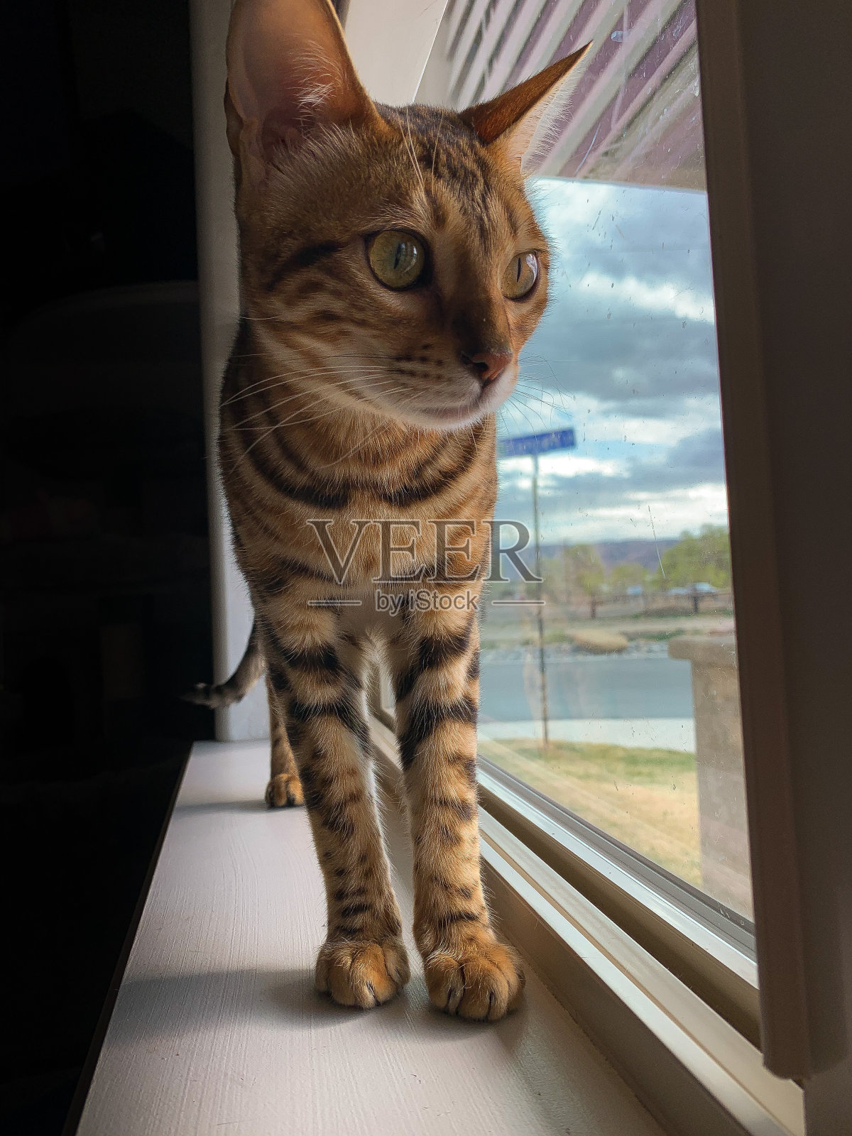 一只孟加拉人的观点照片摄影图片