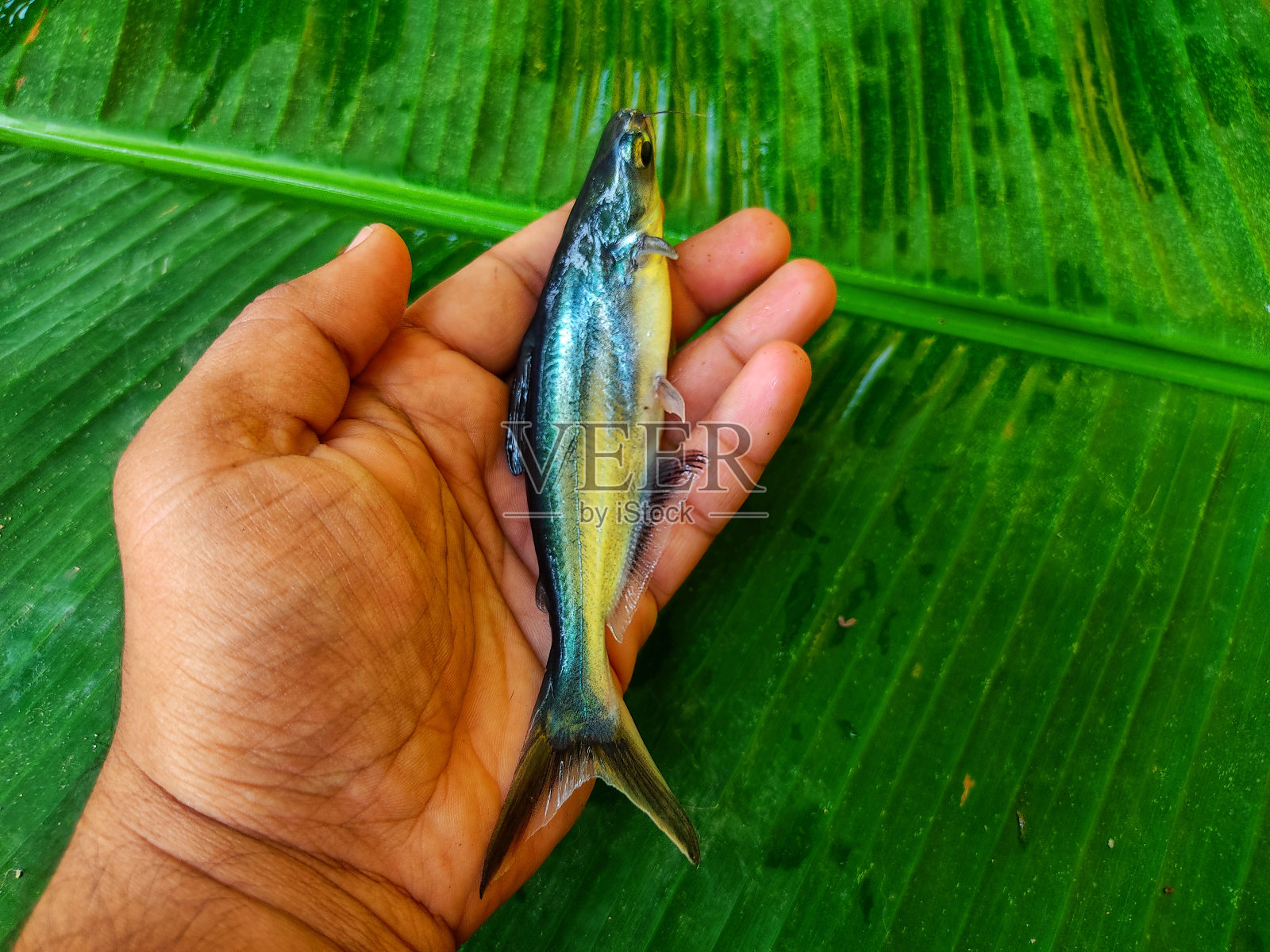 Pangasius鲶鱼在香蕉叶的背景高清照片摄影图片