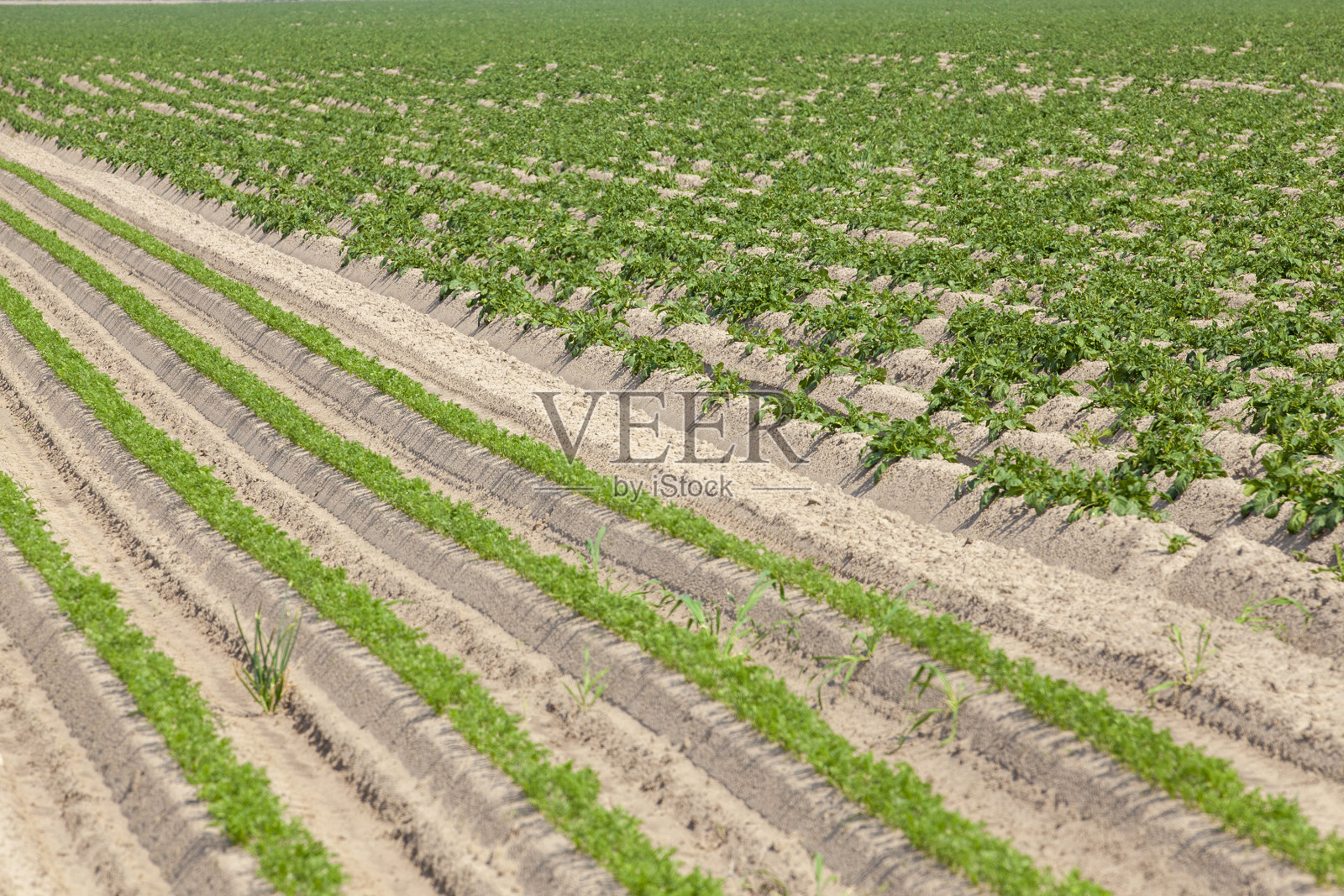 种植大量胡萝卜的农田照片摄影图片