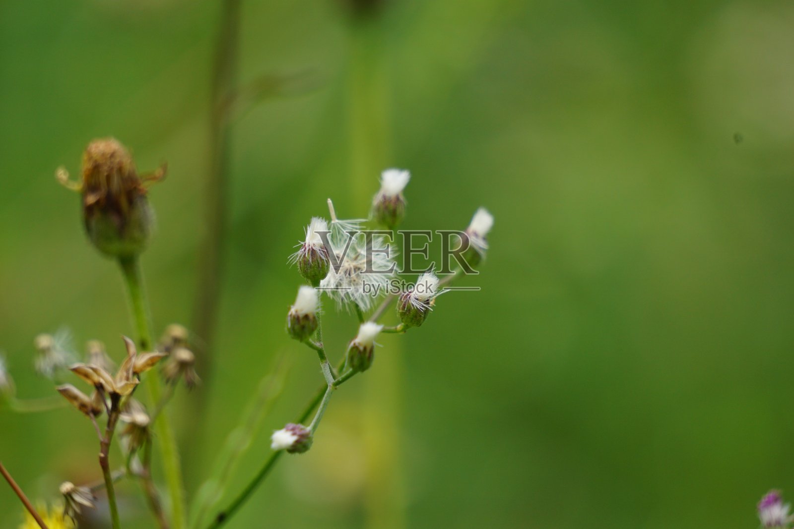 bidenpilosa(也叫ketul kebo, ketul cow，网络，carringan, lanci thuwa, lanci thuwa, thuwa landing, cding, Spanish Needle, Blackjacks, begcks ticks)有一个自然的背景照片摄影图片