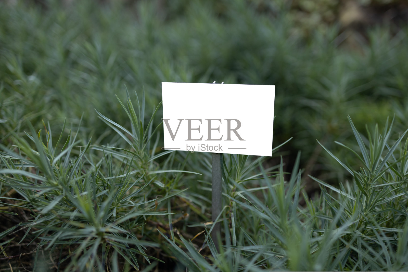 新鲜的迷迭香植物生长在户外。迷迭香叶特写。空模型模板黑板标签在生态农场。照片摄影图片