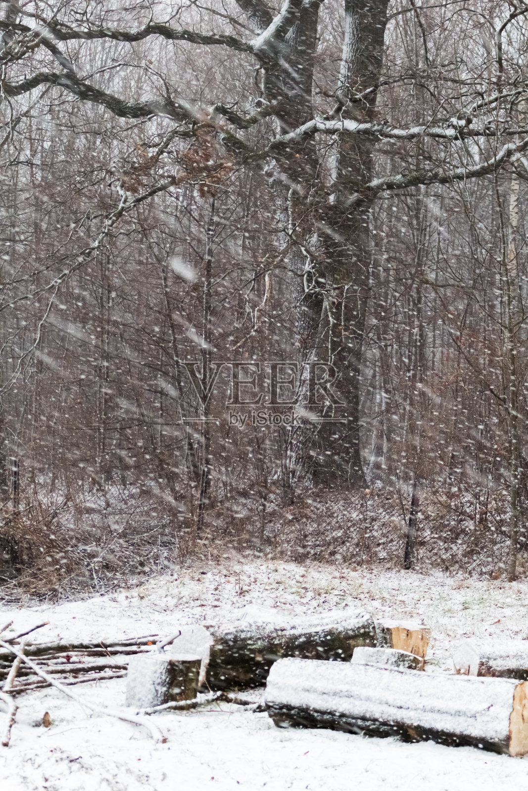 森林照片摄影图片