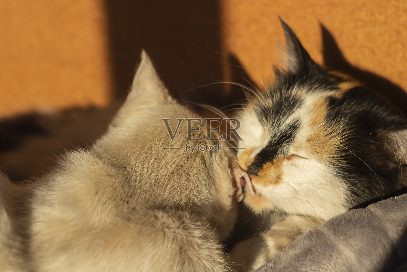 猫舔洗其他猫。可爱的室内宠物照片摄影图片