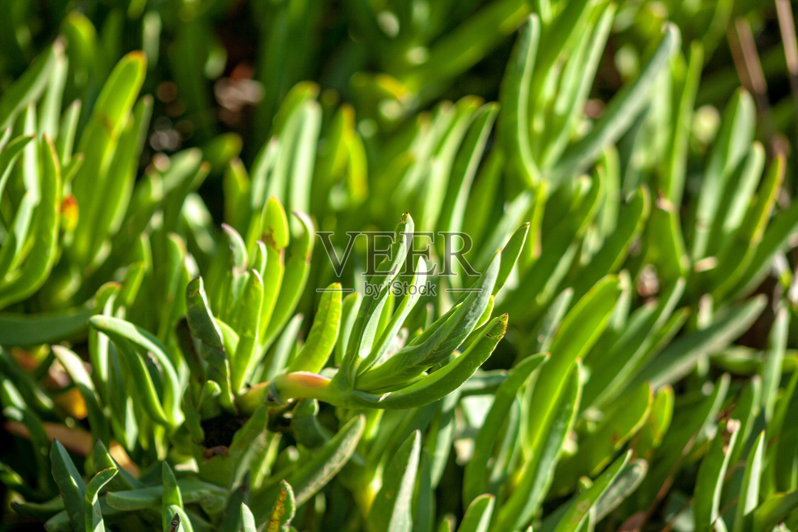 冰草，冰草照片摄影图片