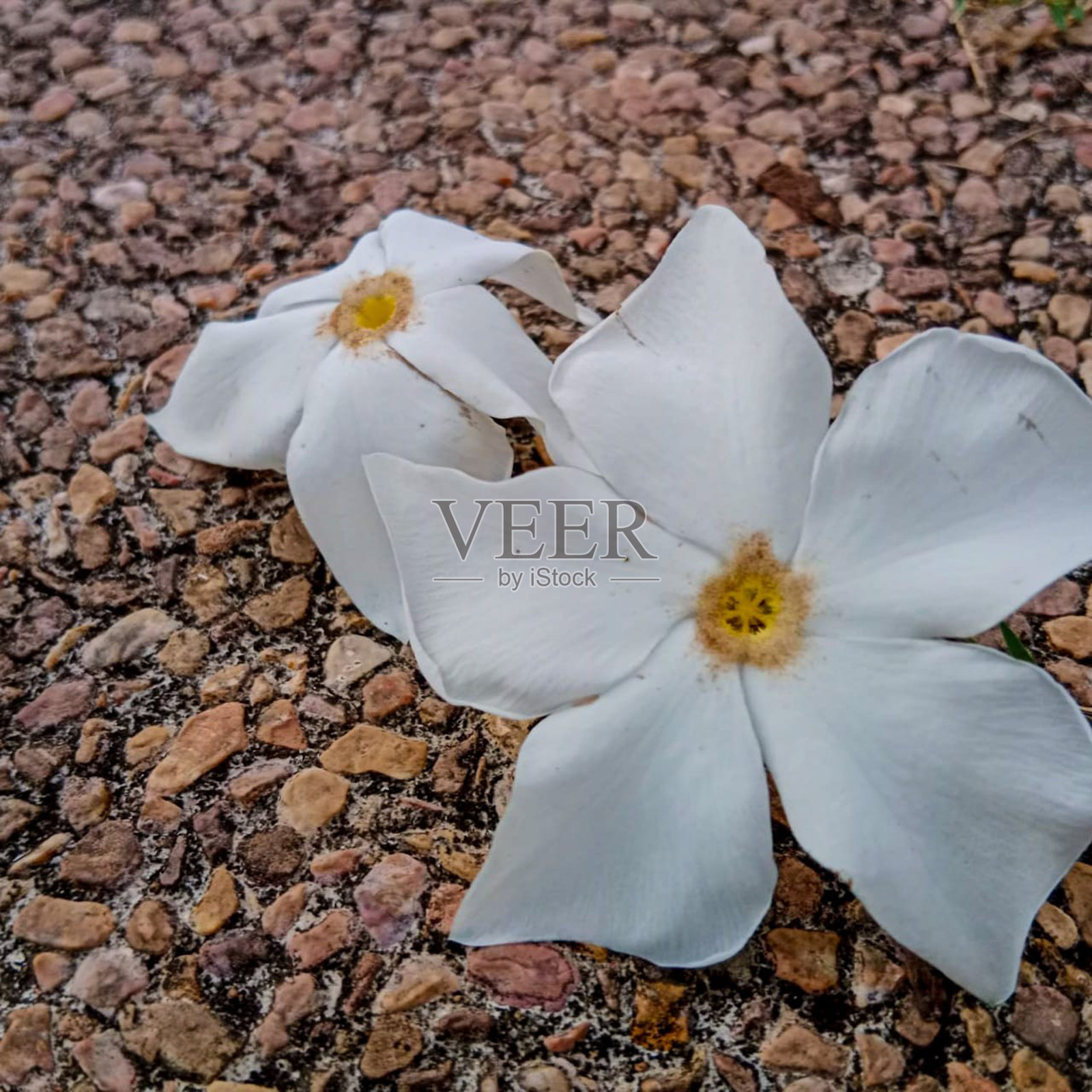 地狱犬嘎加斯照片摄影图片