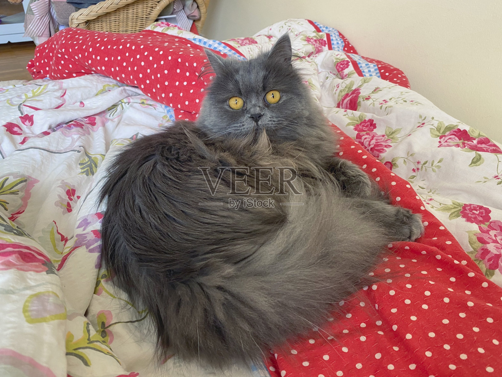 波斯猫躺在人的床上，黄色的眼睛睁得大大的。照片摄影图片