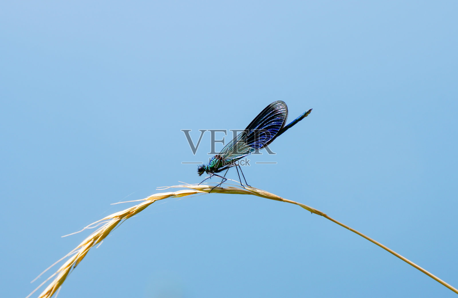带状锦鸡，锦鸡。自然环境下的昆虫特写。照片摄影图片